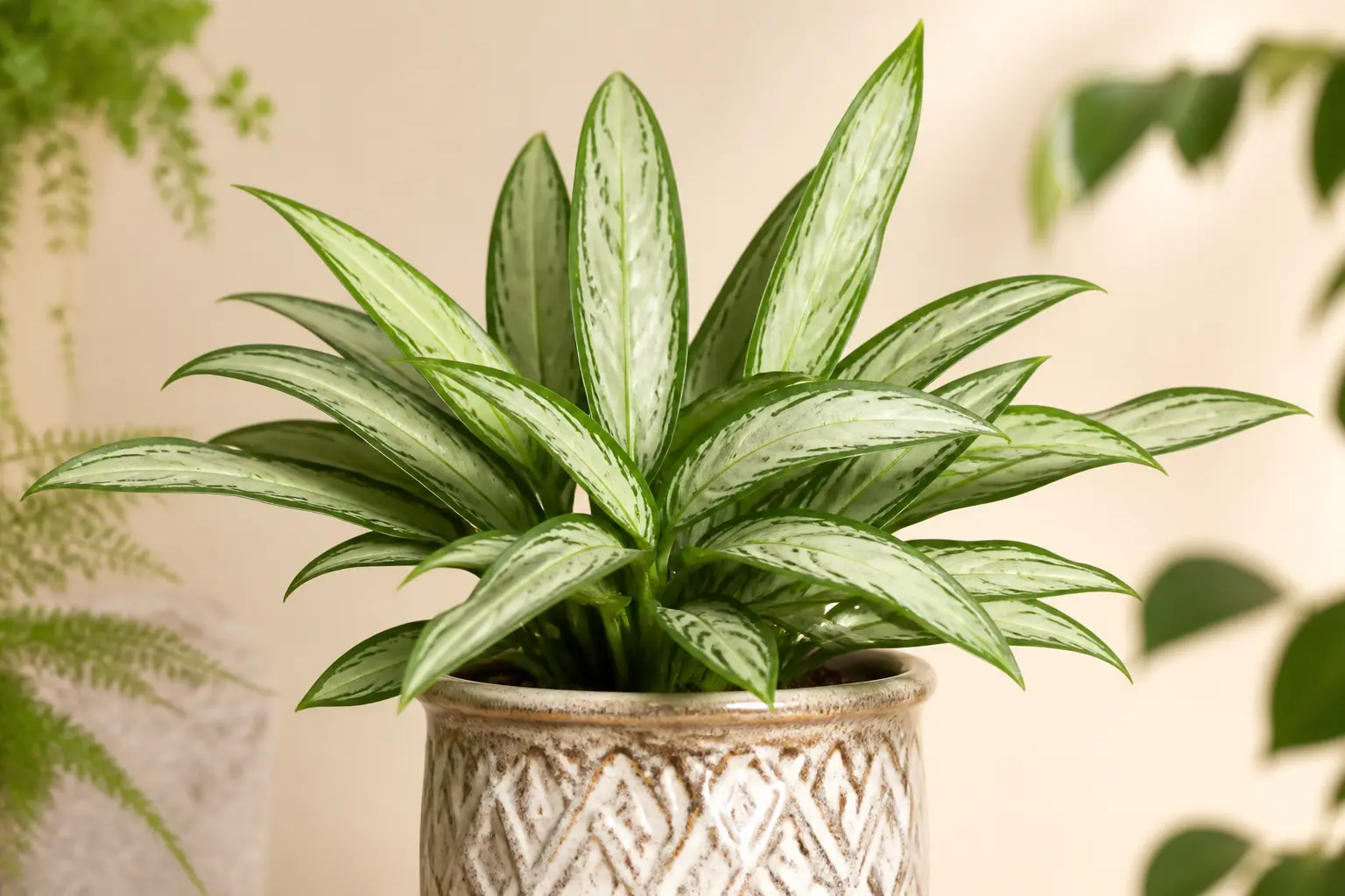 Aglaonema Aglaonema Maria variety — Slender silver-green leaves with dark green edges, creating a refined monochromatic appearance