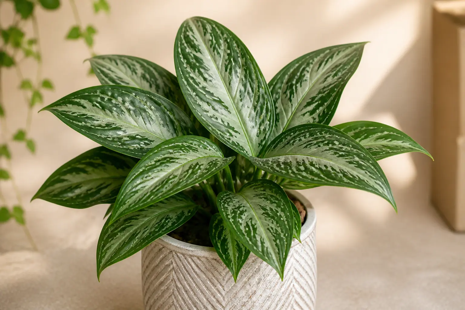 Aglaonema Aglaonema Silver Bay variety — Deep green leaves with broad silver-gray center markings creating a luminous contrast