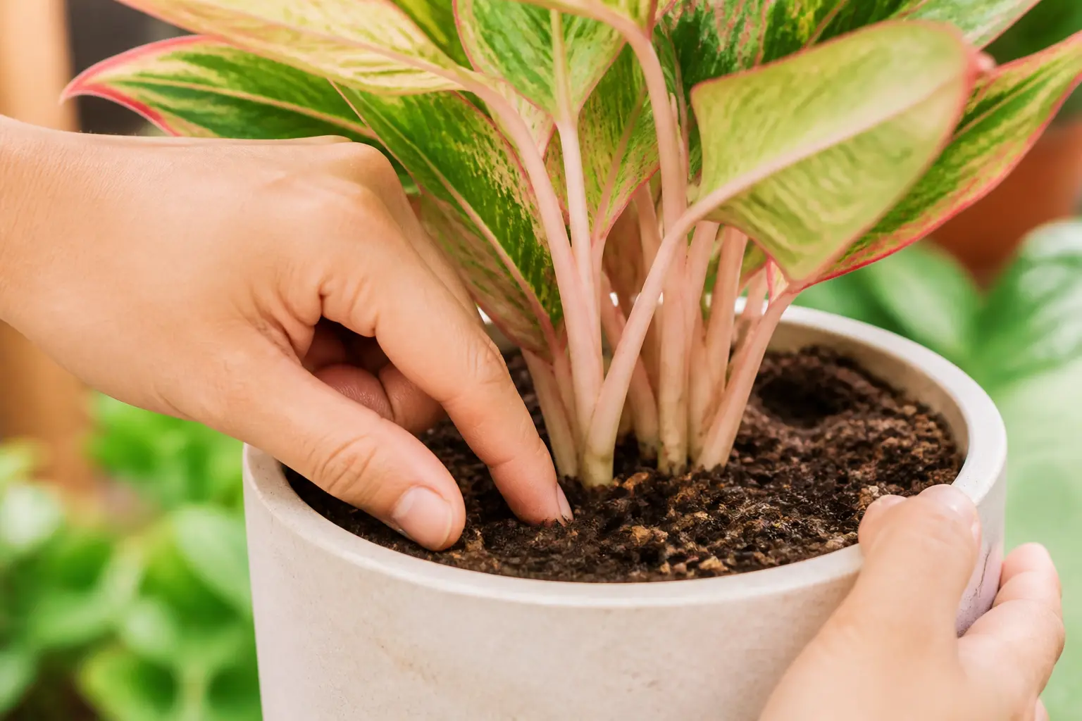 Aglaonema water care — checking soil moisture before watering
