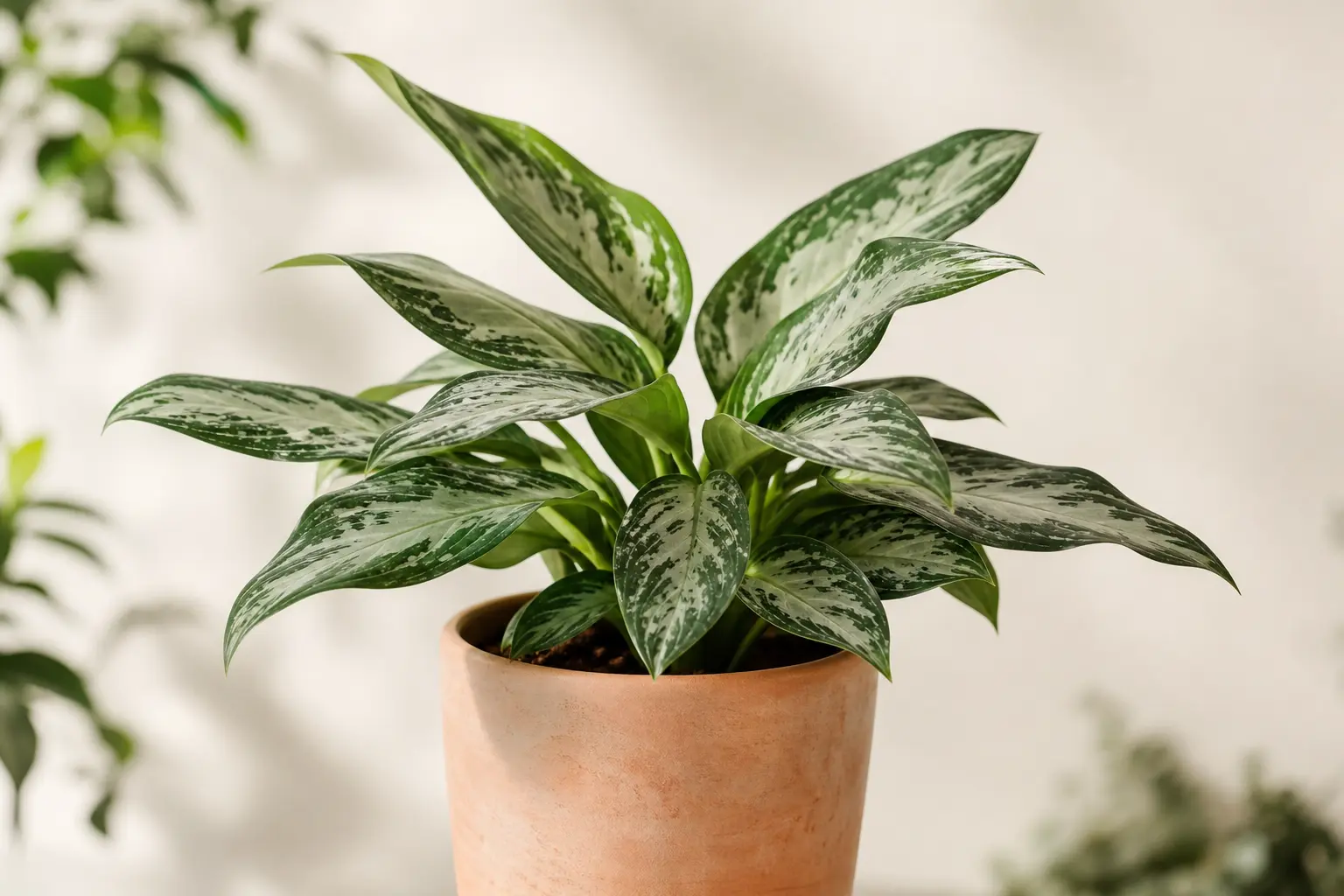 Aglaonema
