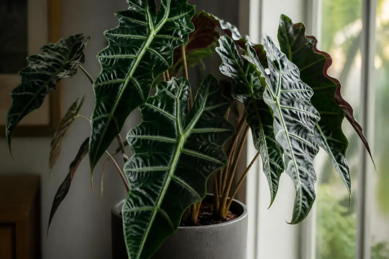 Alocasia Polly Alocasia Amazonica (Parent Plant) variety