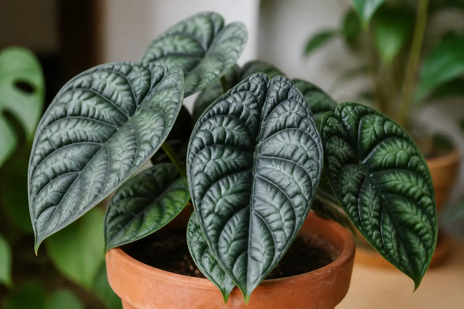 Alocasia Polly Alocasia "Dragon Scale" (Baginda) variety