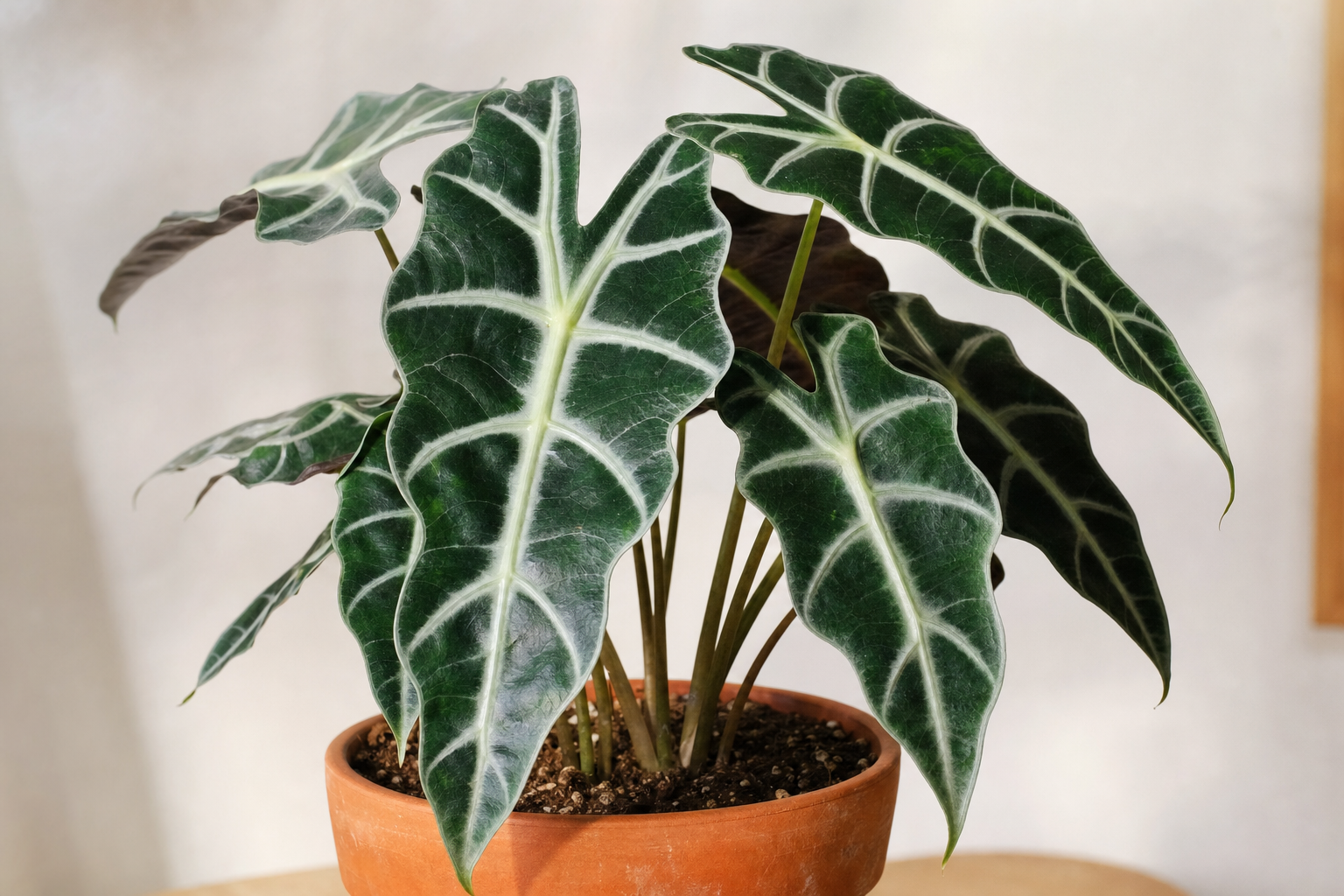 Alocasia Polly