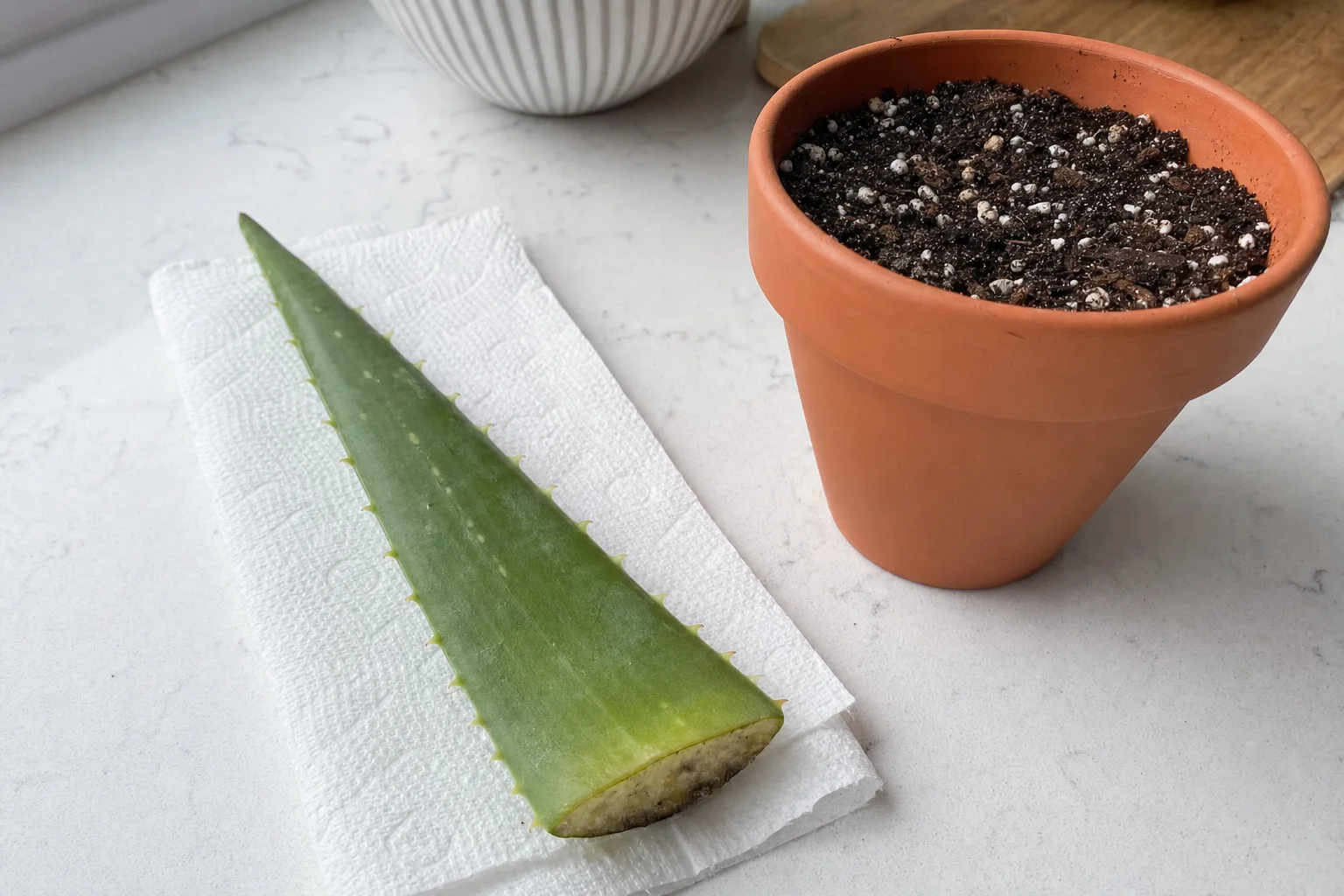 Aloe Vera propagation — leaf cuttings