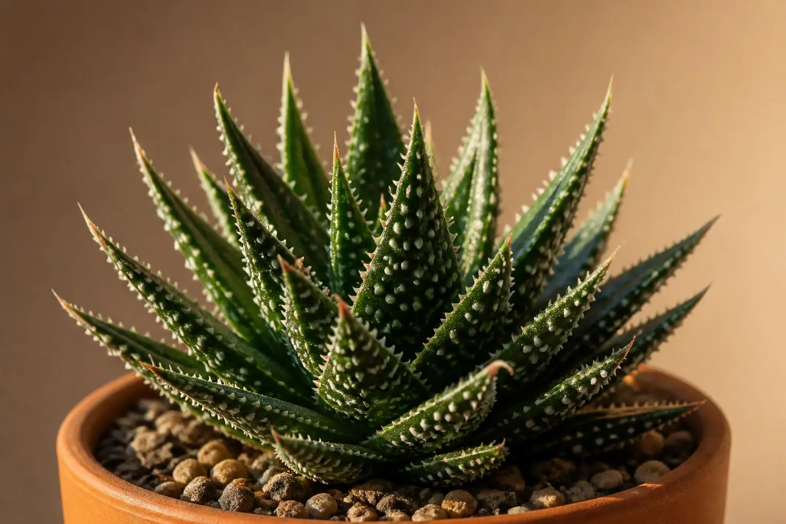 Aloe Vera Aloe Aristata (Lace Aloe) variety