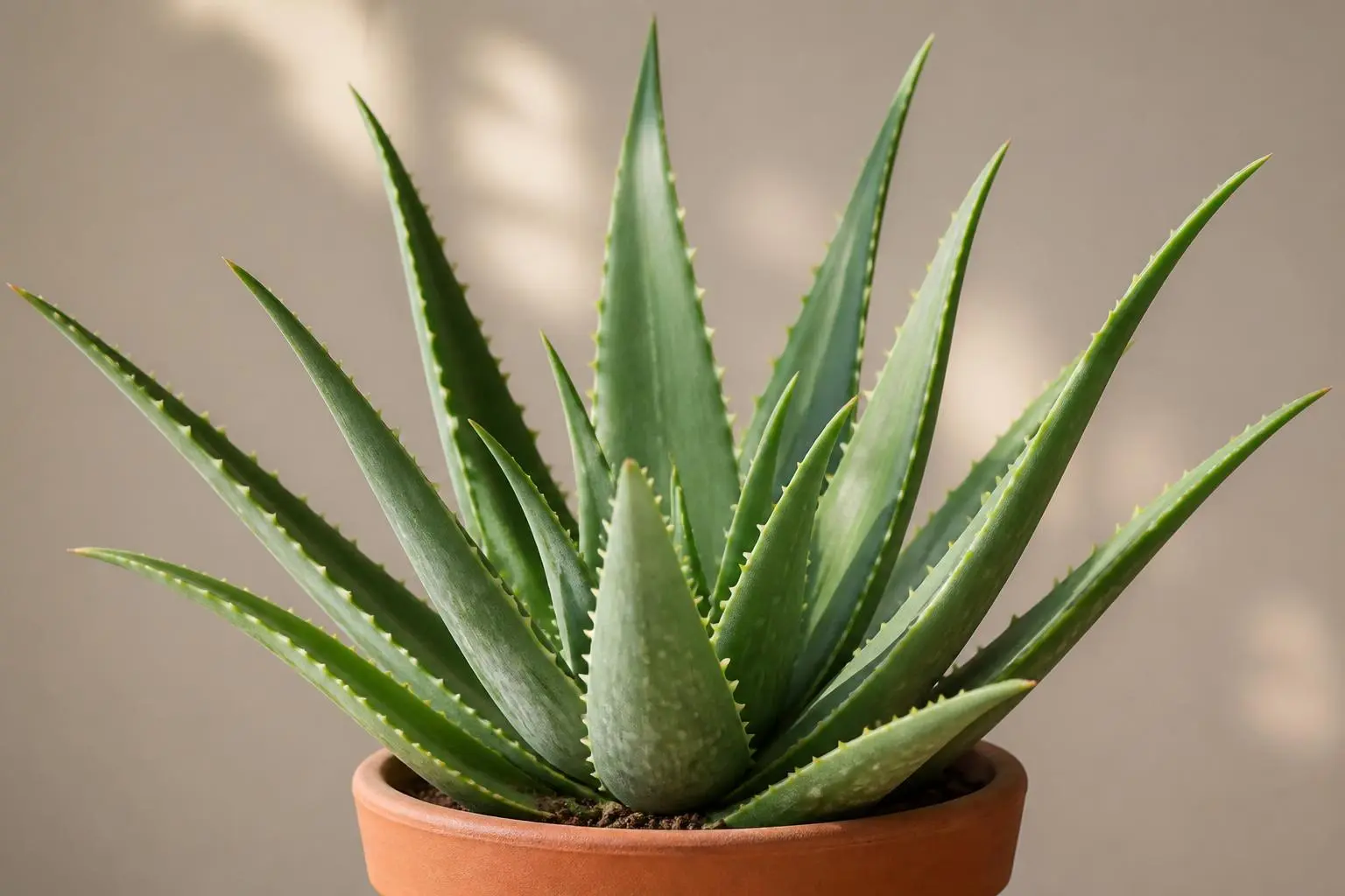 Aloe Vera Aloe Vera (Standard) variety