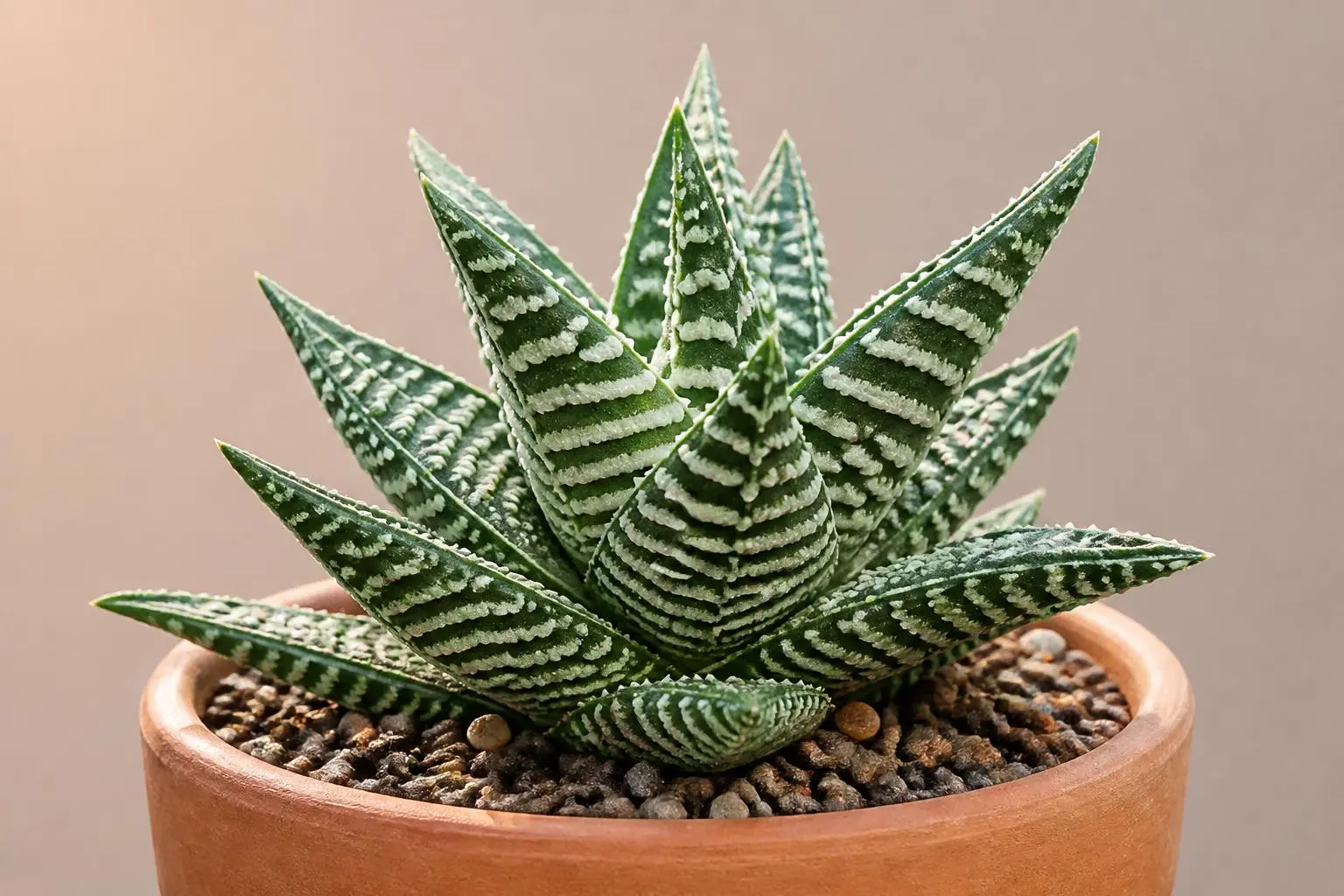 Aloe Vera Tiger