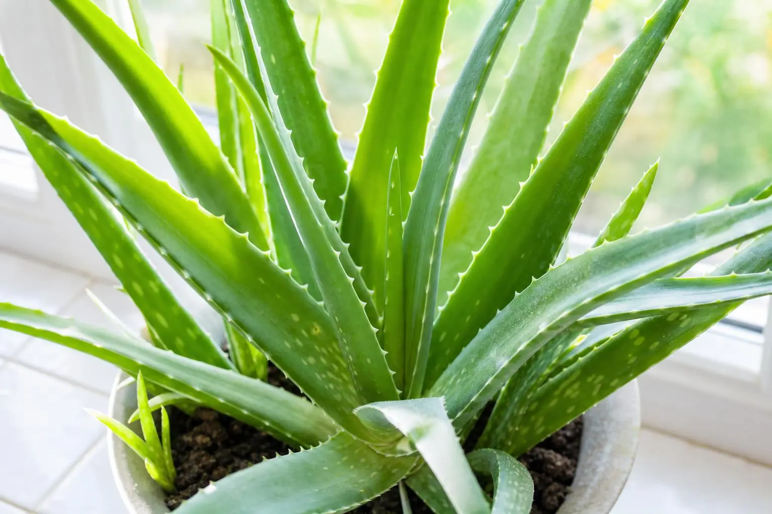 Aloe Vera