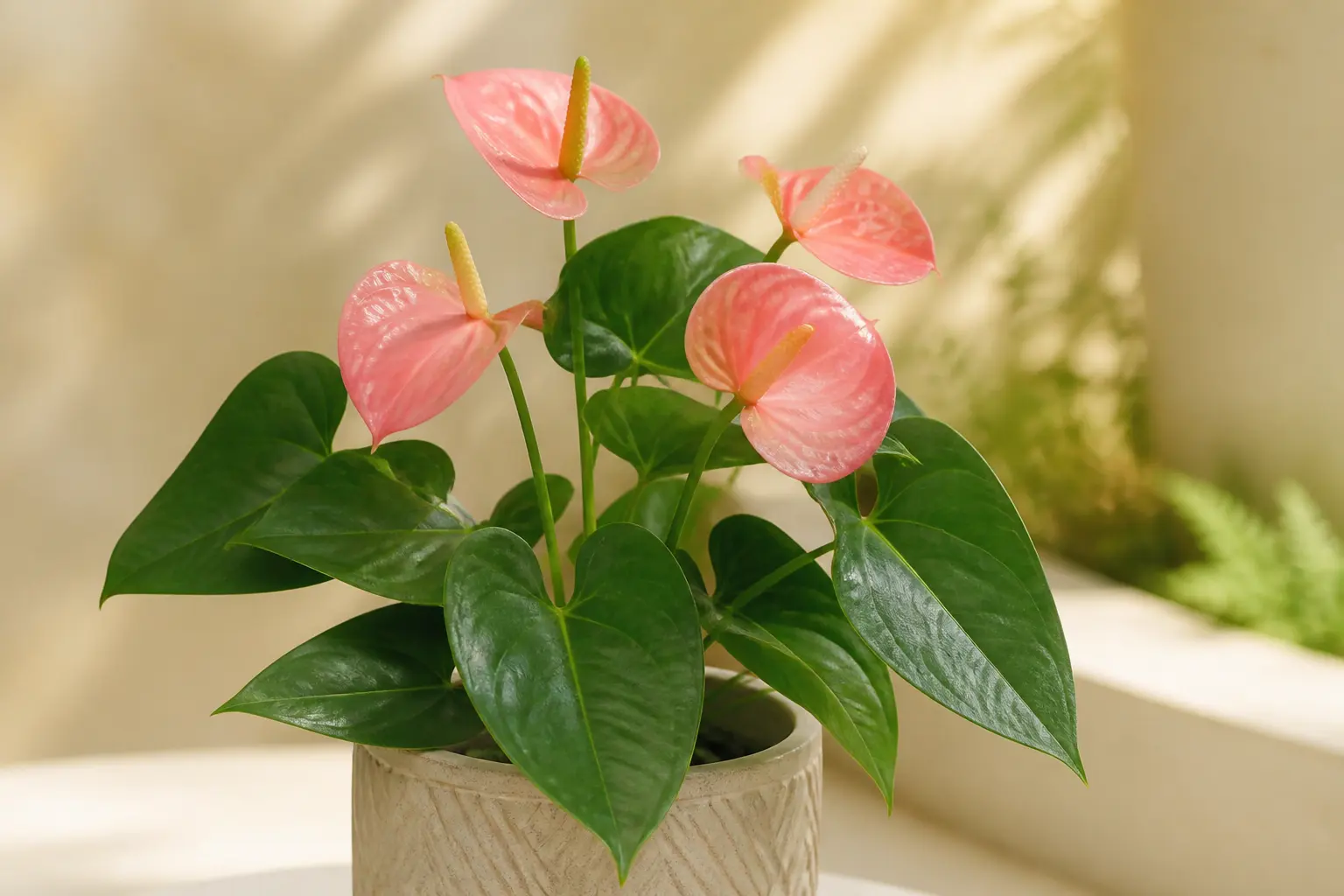 Anthurium Anthurium Pink variety — Soft pink to coral heart-shaped spathes with elegant gradient tones