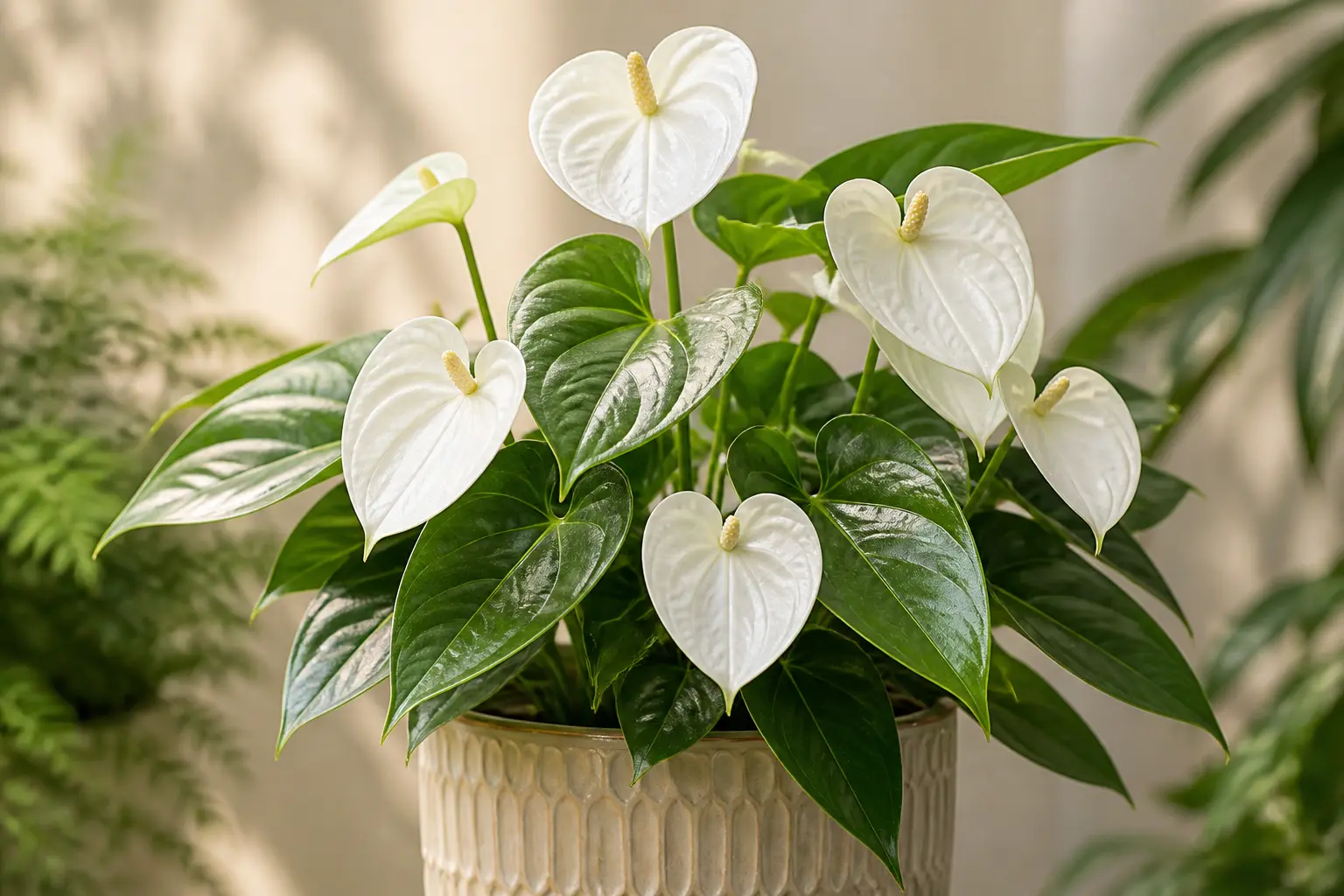 Anthurium Anthurium White variety — Pure white heart-shaped spathes creating a sophisticated, elegant look