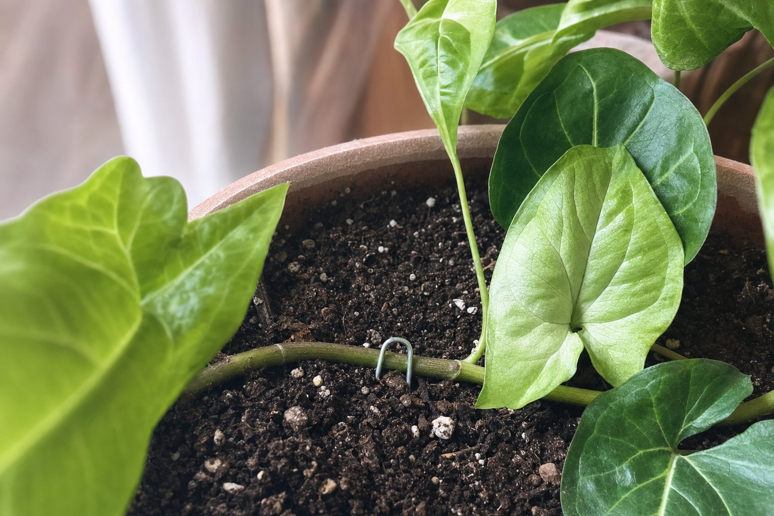 Arrowhead Plant propagation — self-layering (for a fuller parent plant)