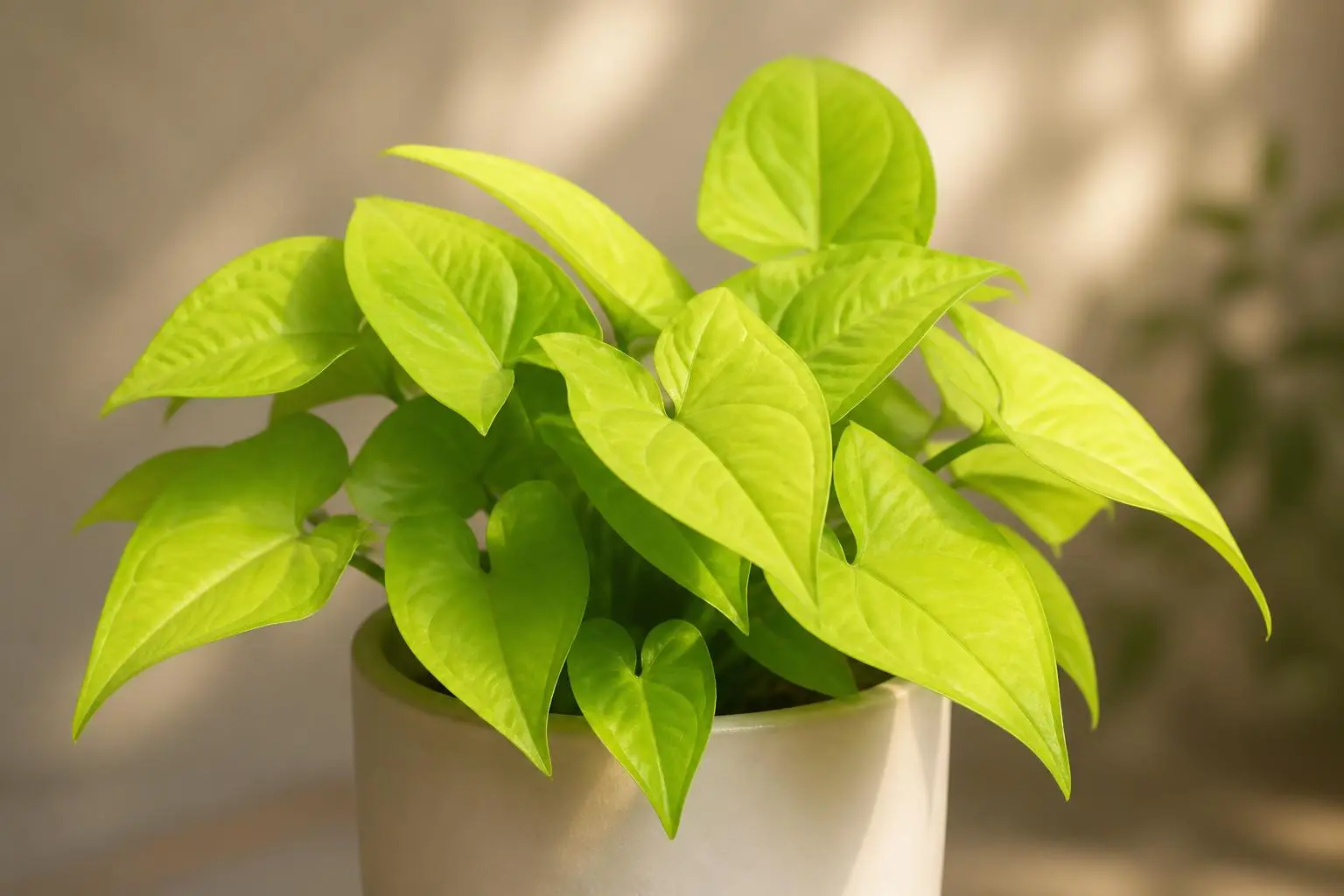 Arrowhead Plant Syngonium Neon variety