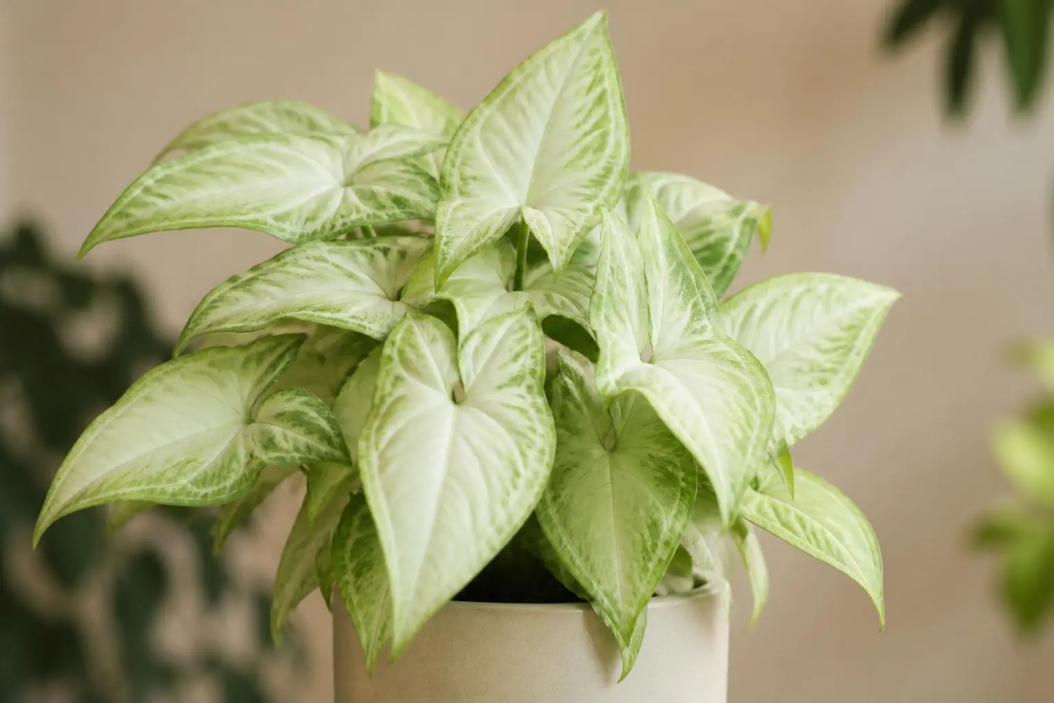 Arrowhead Plant Syngonium White Butterfly variety