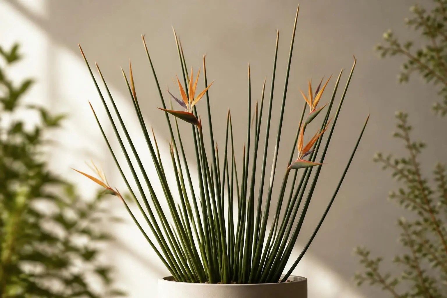 Bird of Paradise Strelitzia juncea (Rush Leaf) variety
