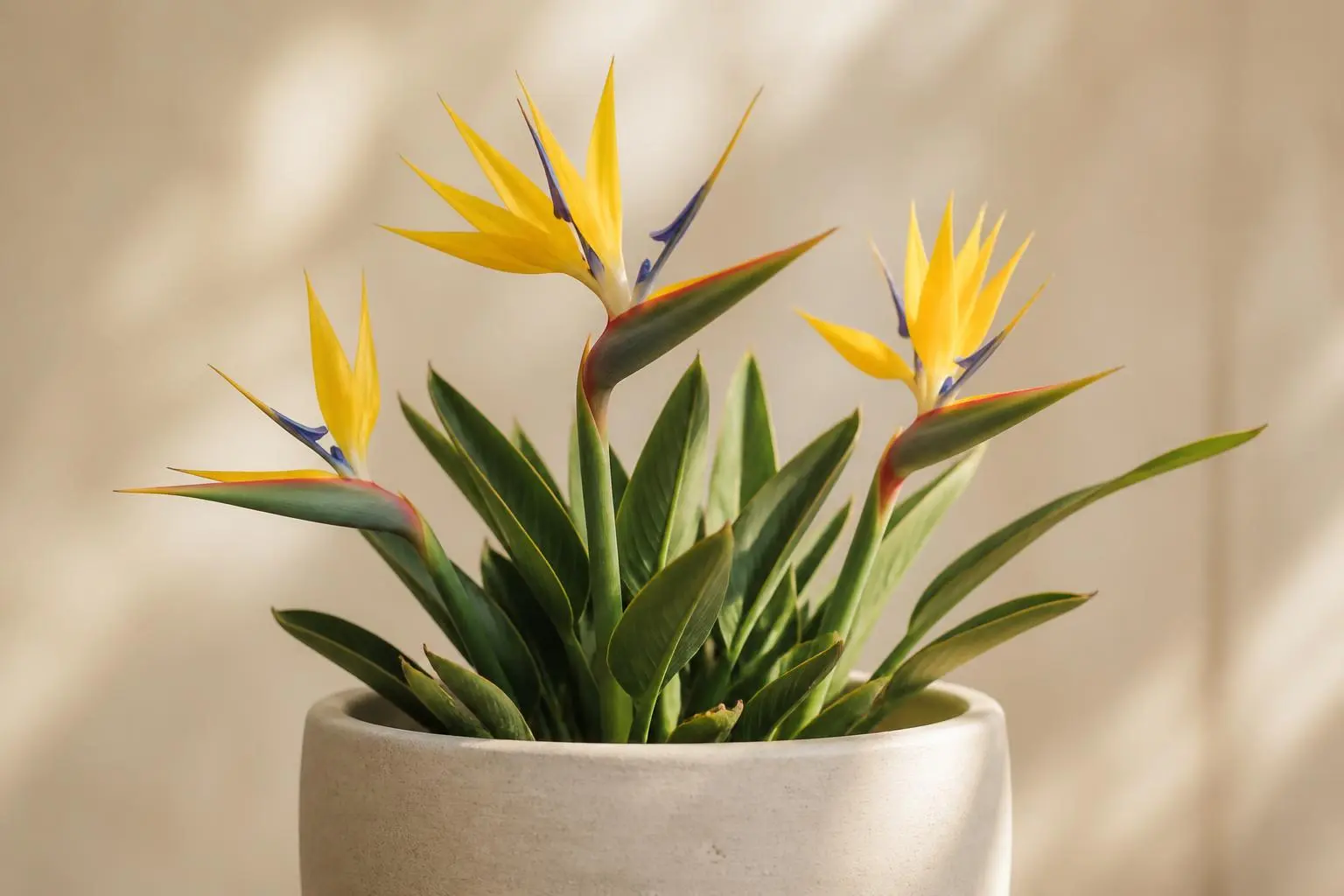 Bird of Paradise Strelitzia Mandela's Gold variety
