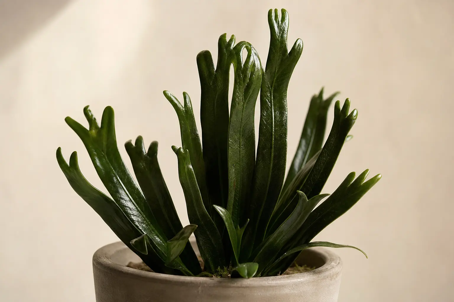 Bird's Nest Fern Asplenium nidus Cobra variety