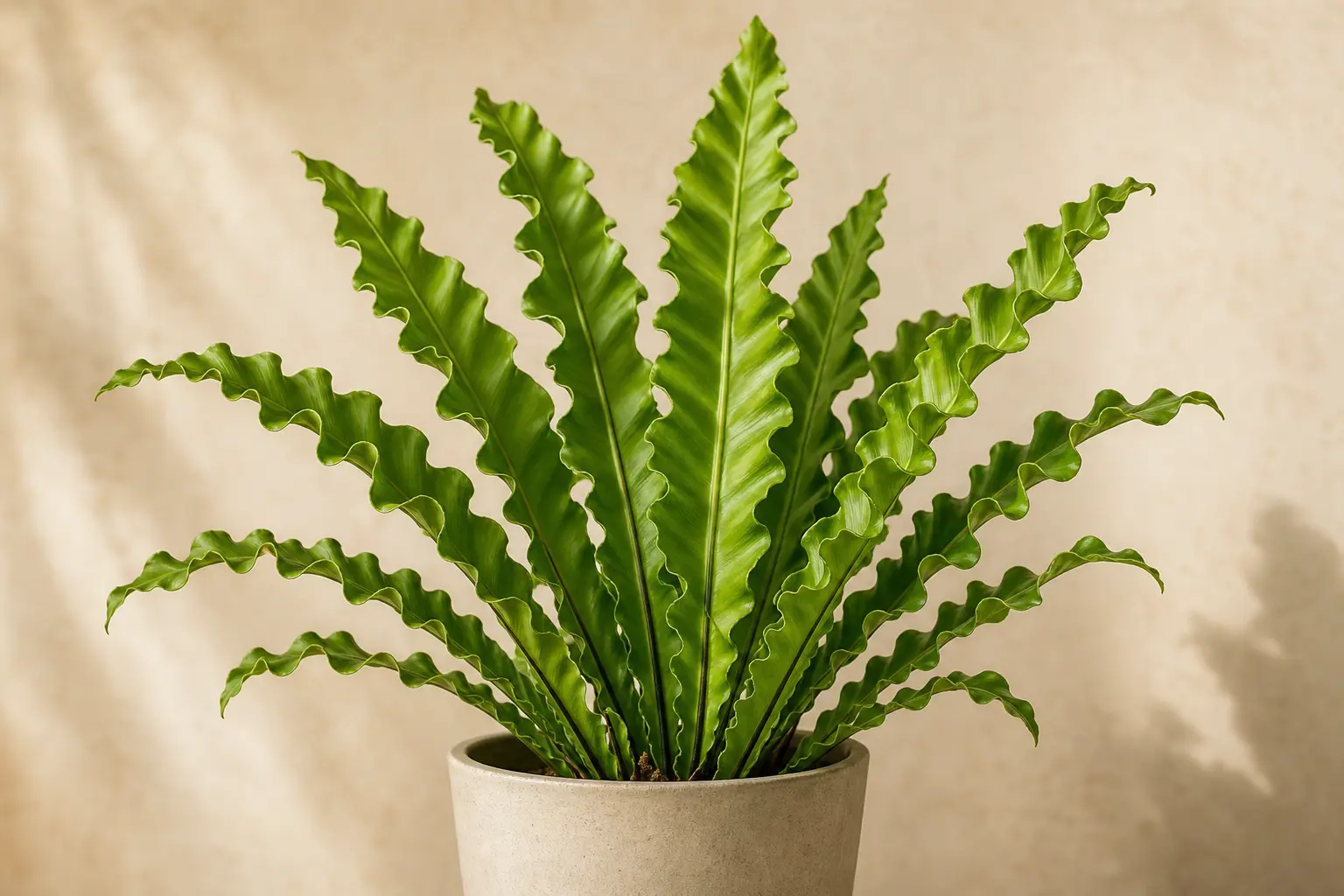Bird's Nest Fern Asplenium nidus Crispy Wave variety