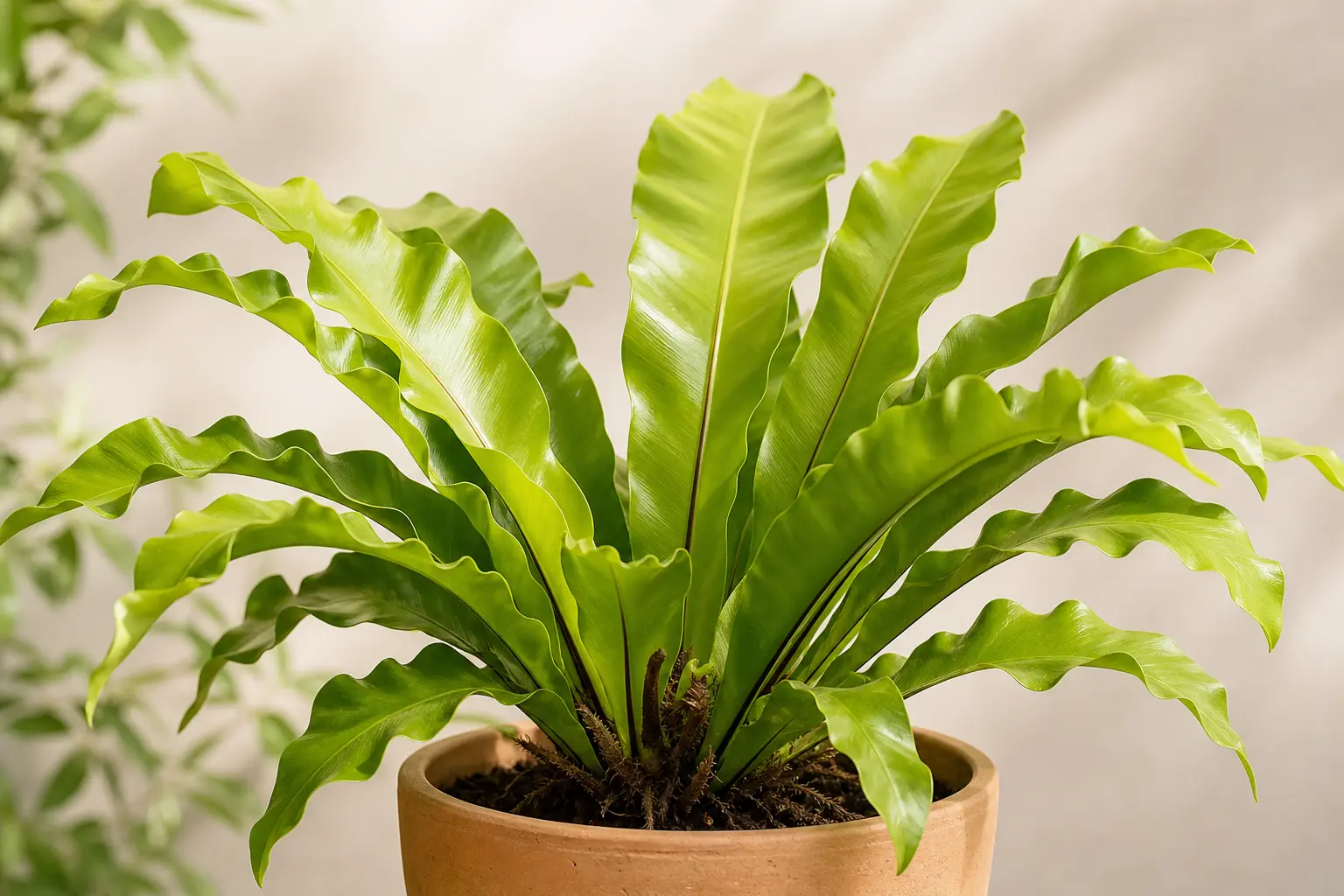 Bird's Nest Fern