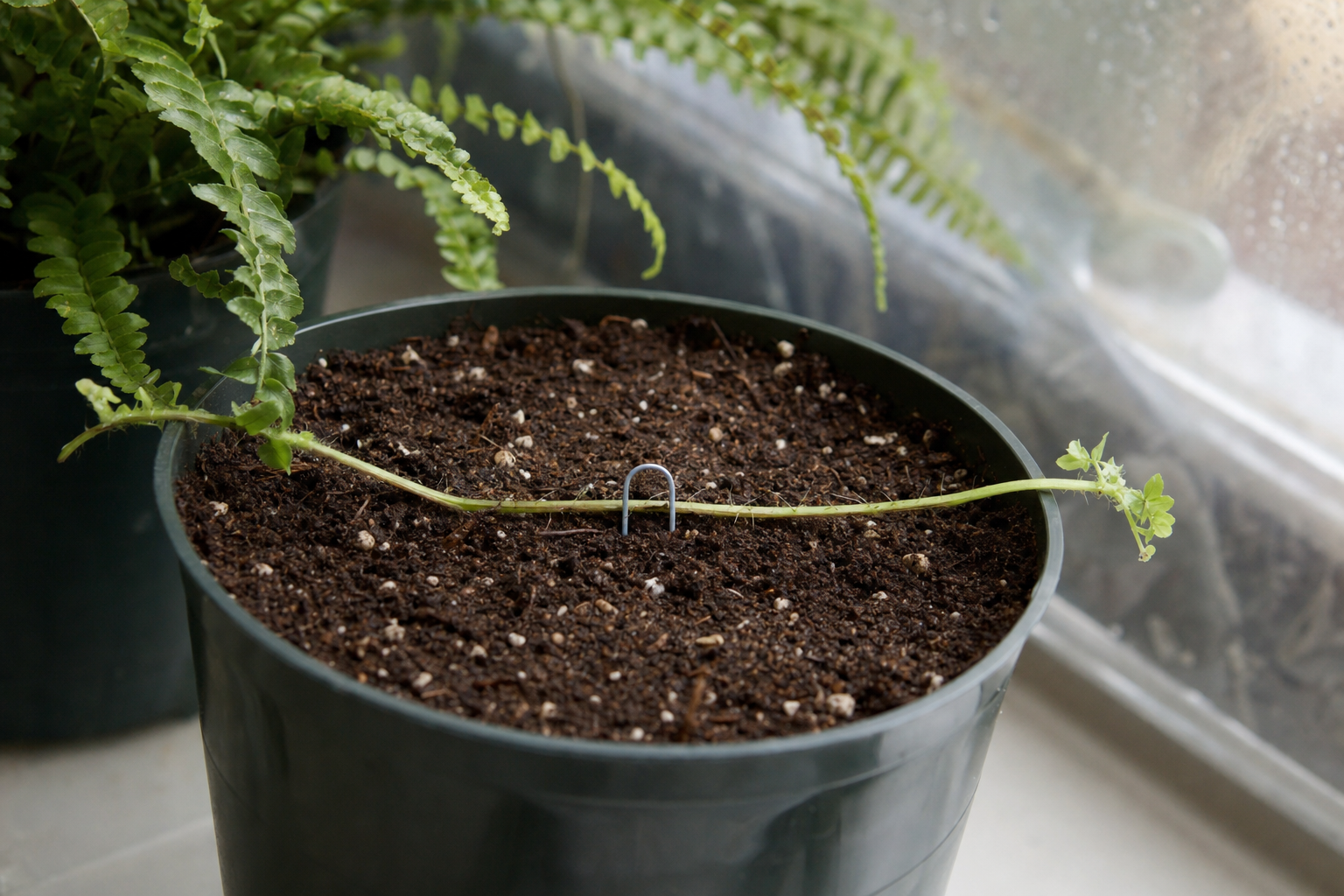 Boston Fern propagation — runner propagation (stolon layering)