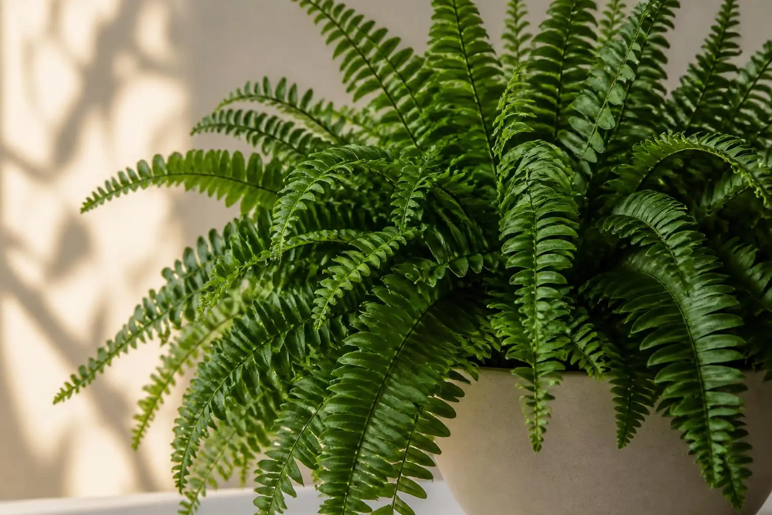 Boston Fern Green Fantasy variety