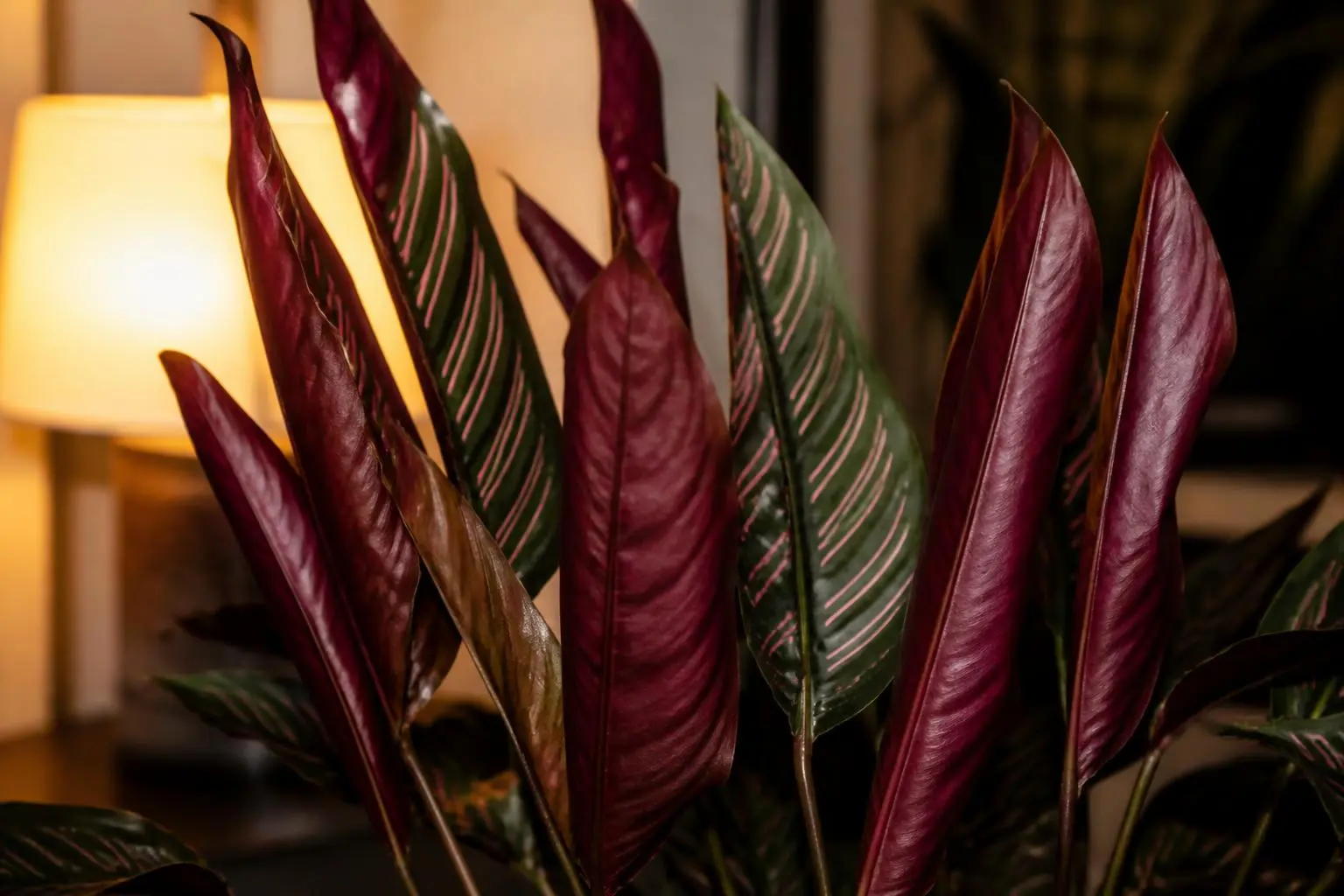 Calathea propagation — step-by-step guide