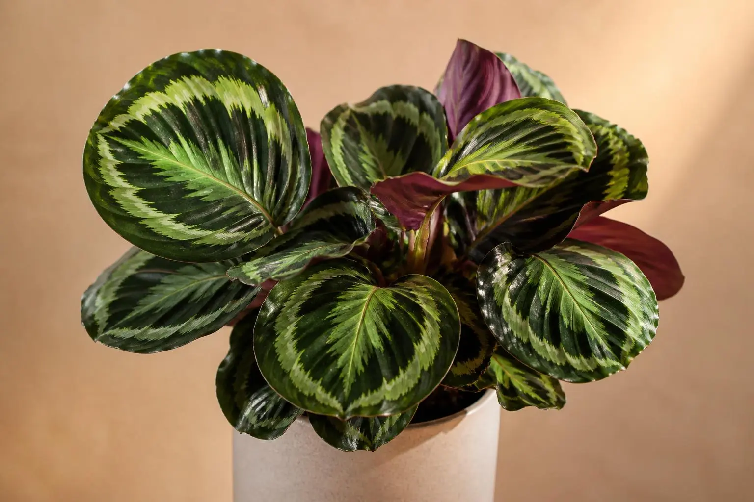 Calathea Calathea Medallion variety