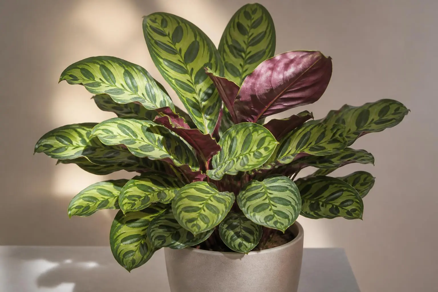 Calathea Calathea Makoyana (Peacock) variety