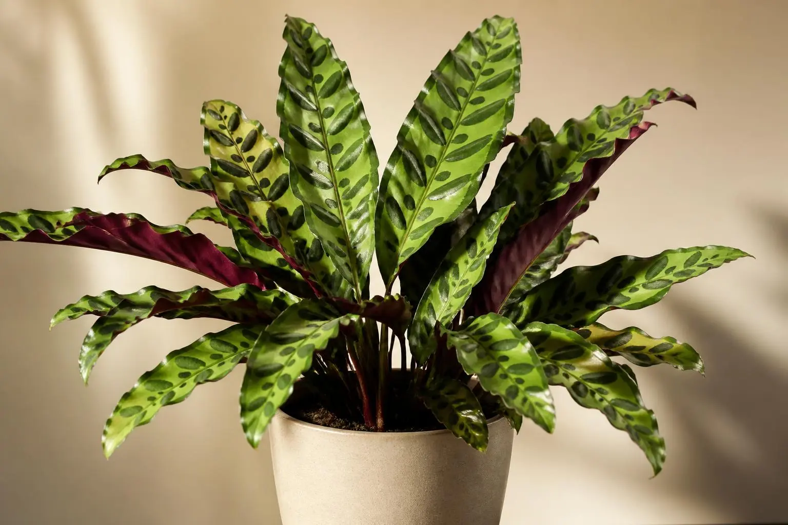 Calathea Rattlesnake