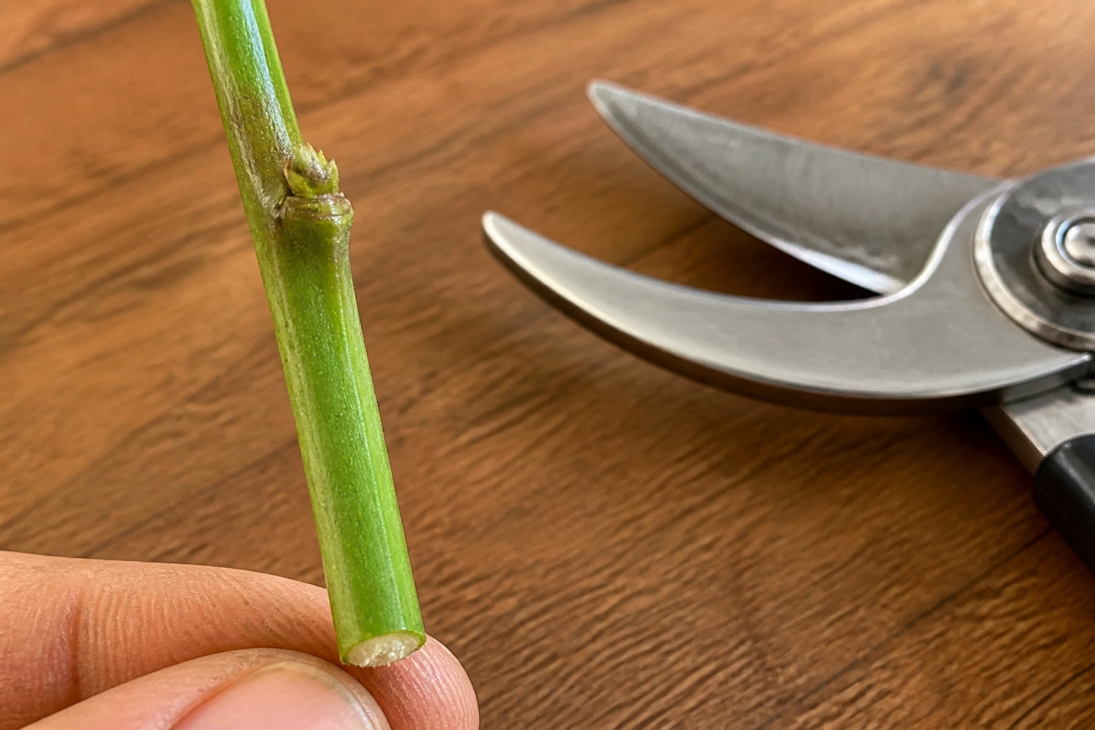 How to propagate Chinese Evergreen — air layering