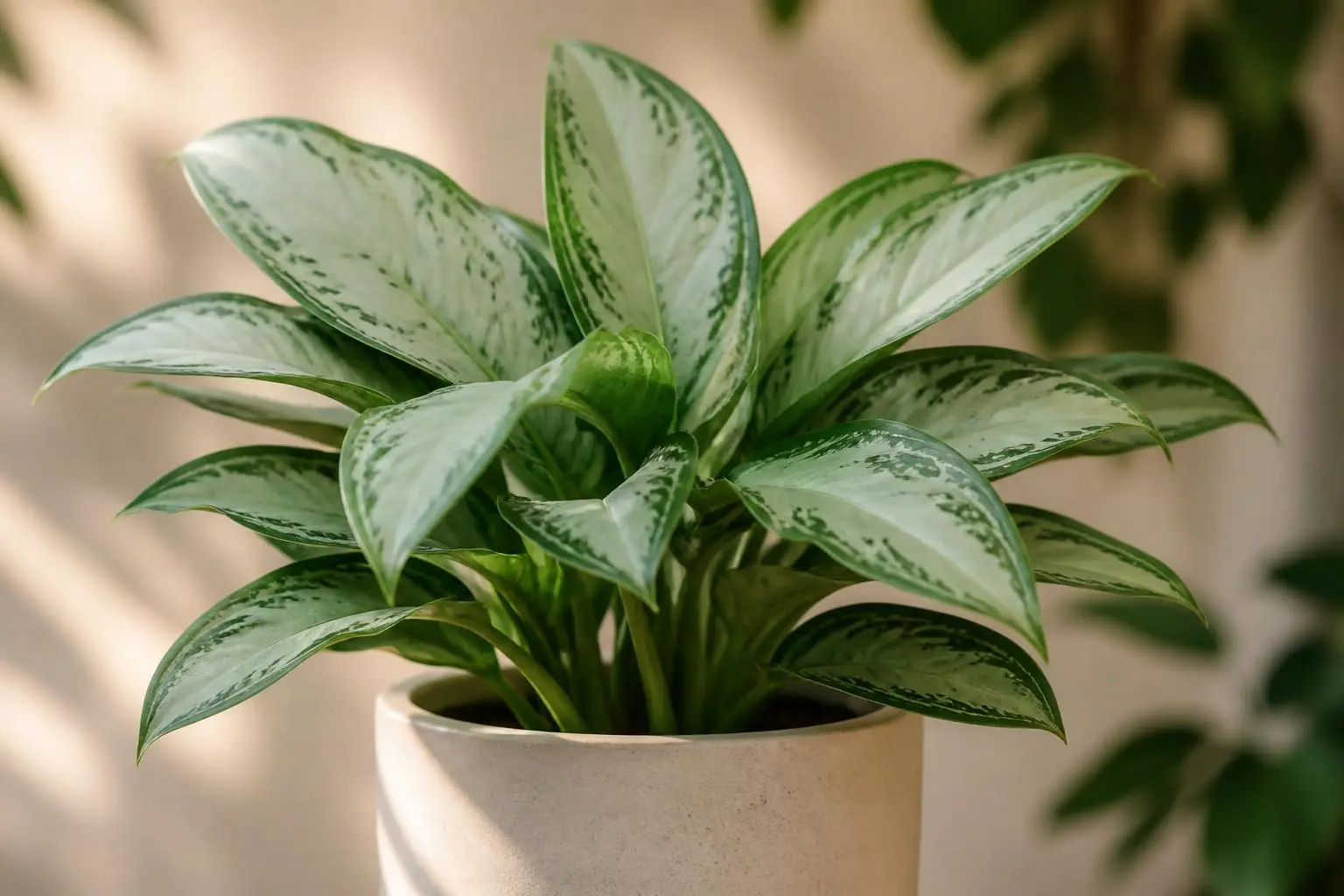 Chinese Evergreen Aglaonema Silver Bay variety