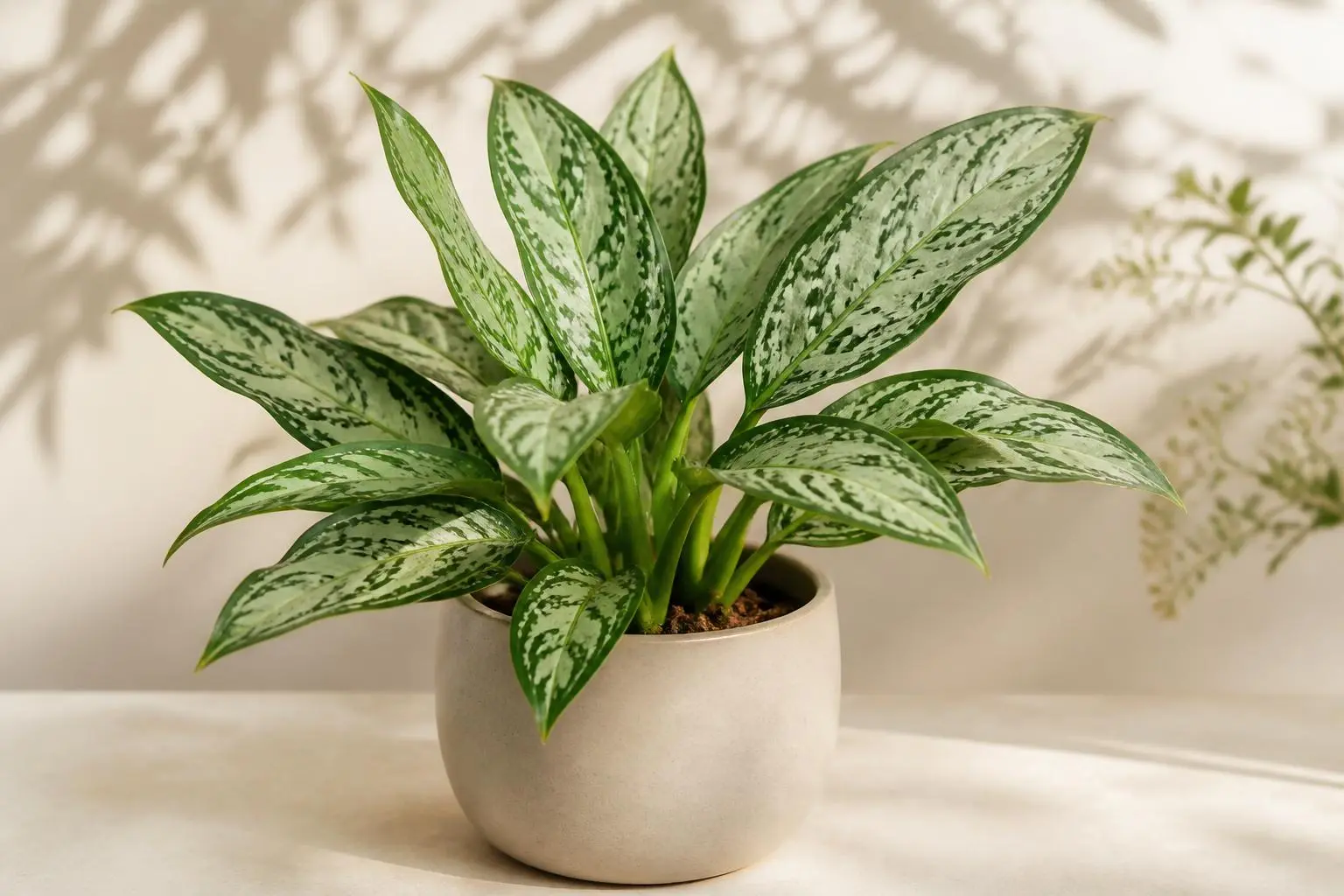 Chinese Evergreen Aglaonema Silver Queen variety