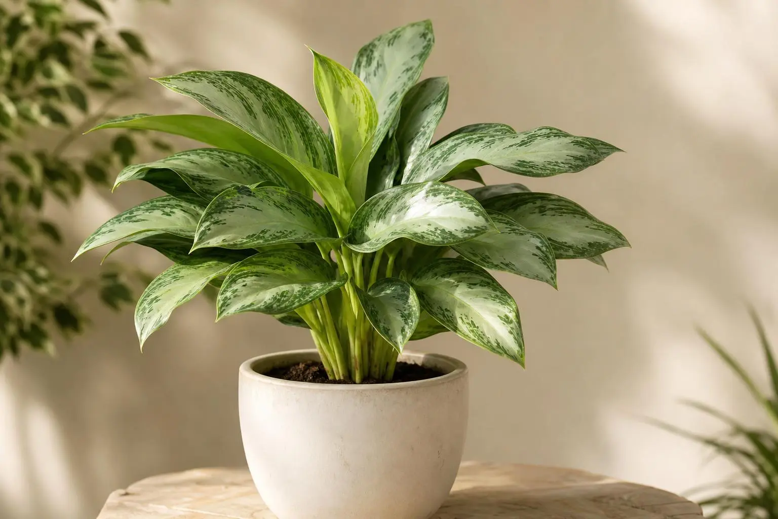 Chinese Evergreen