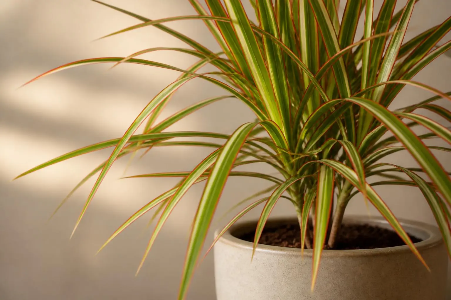 Dracaena Tricolor variety