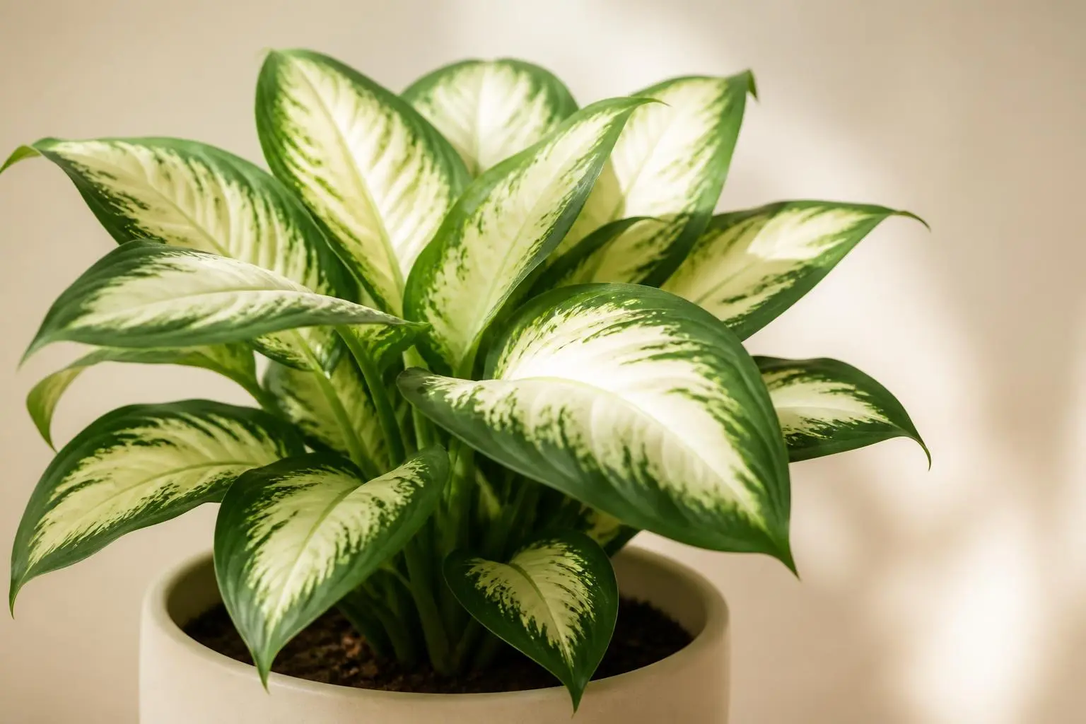 Dumb Cane Camille