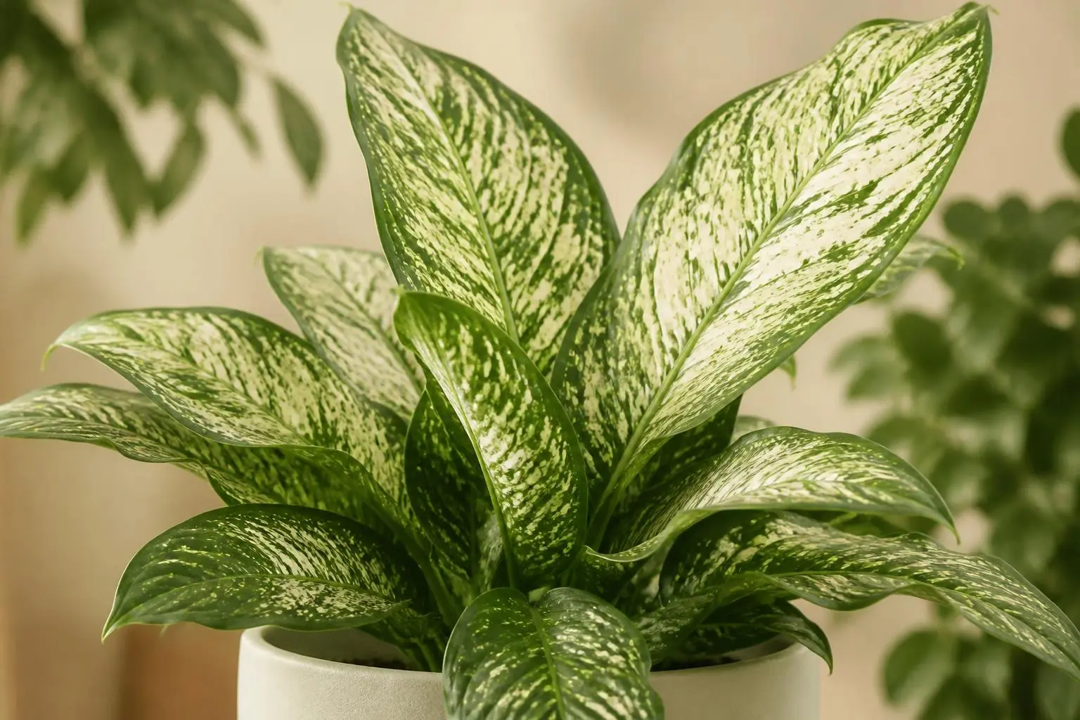 Dumb Cane Dieffenbachia Tropic Snow variety