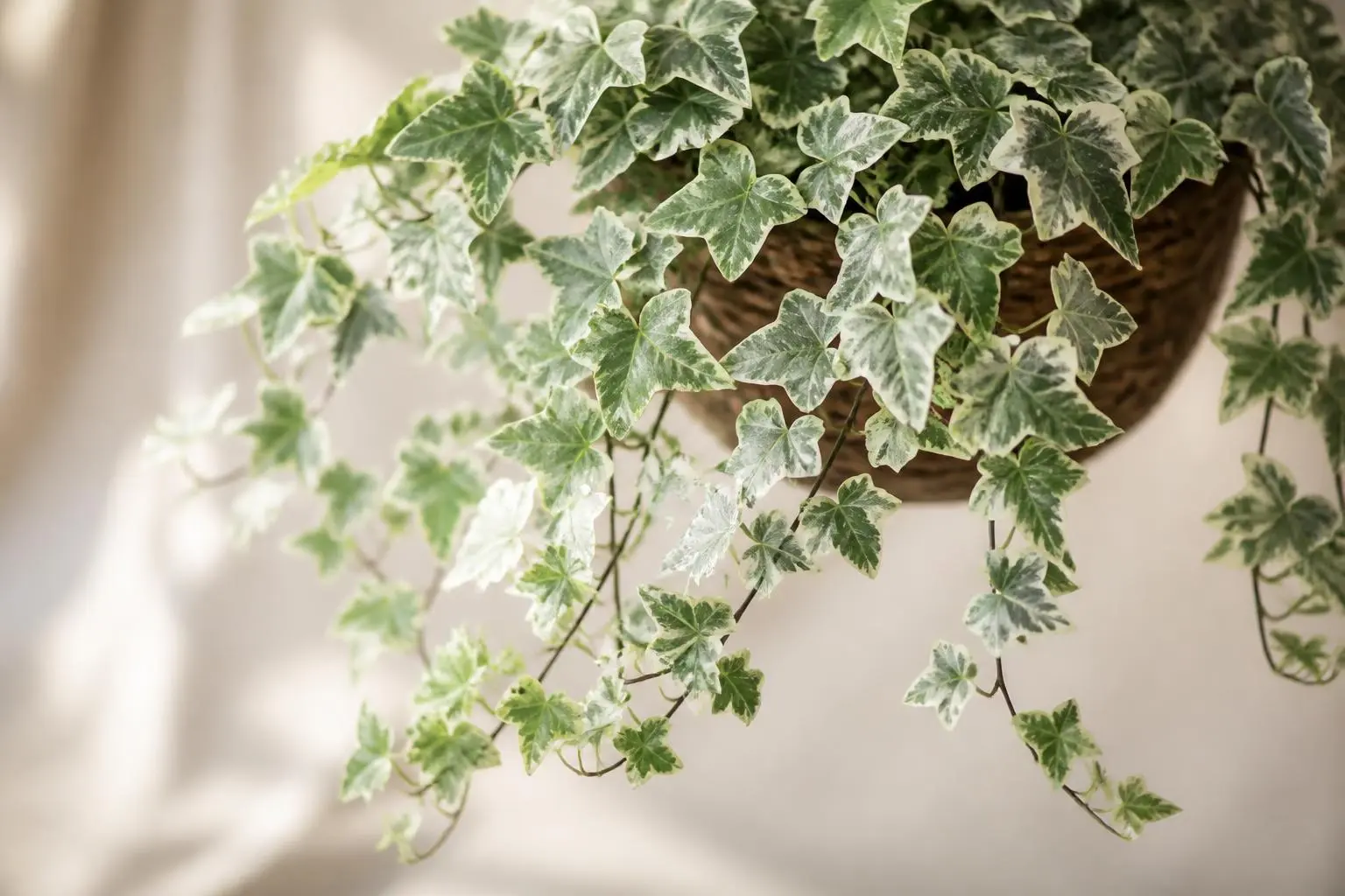 English Ivy Glacier variety