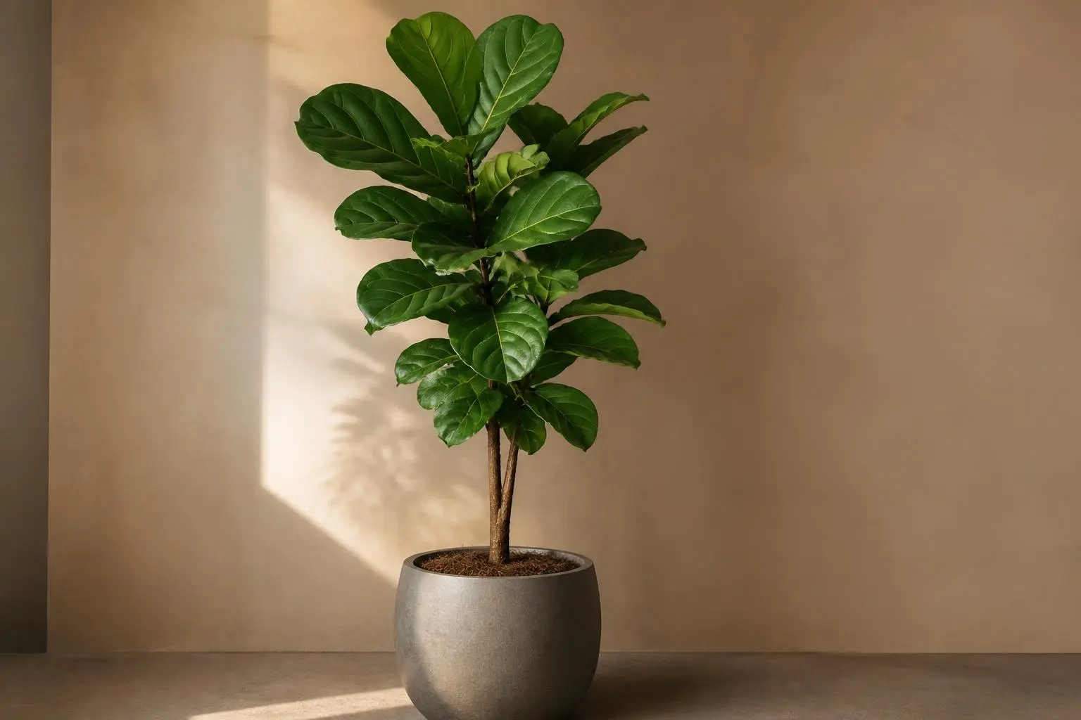 Fiddle Leaf Fig Ficus lyrata (Standard) variety