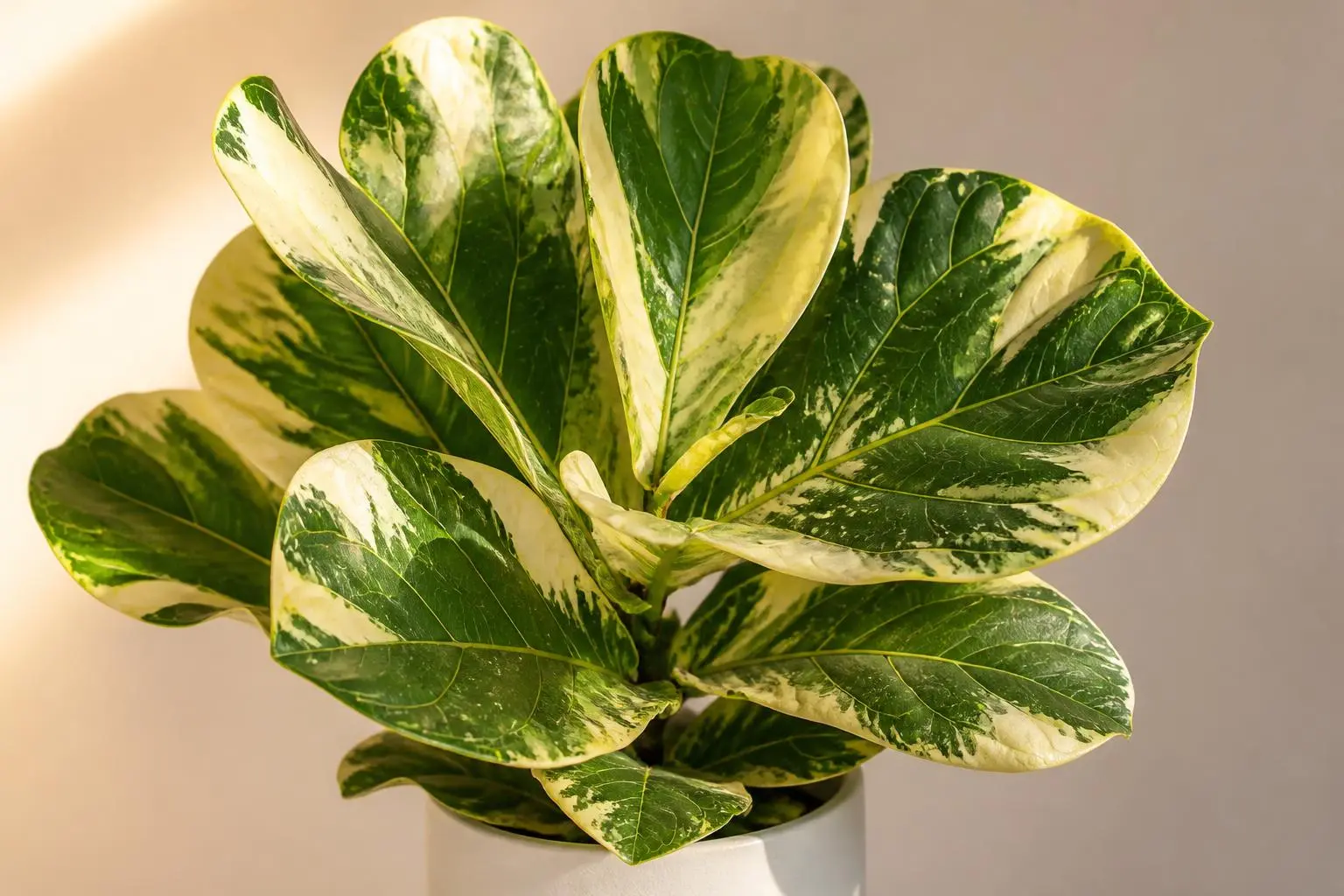 Fiddle Leaf Fig Variegated