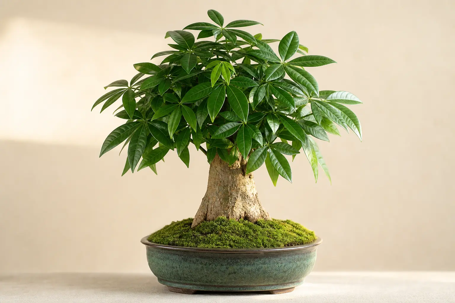 Money Tree Bonsai variety