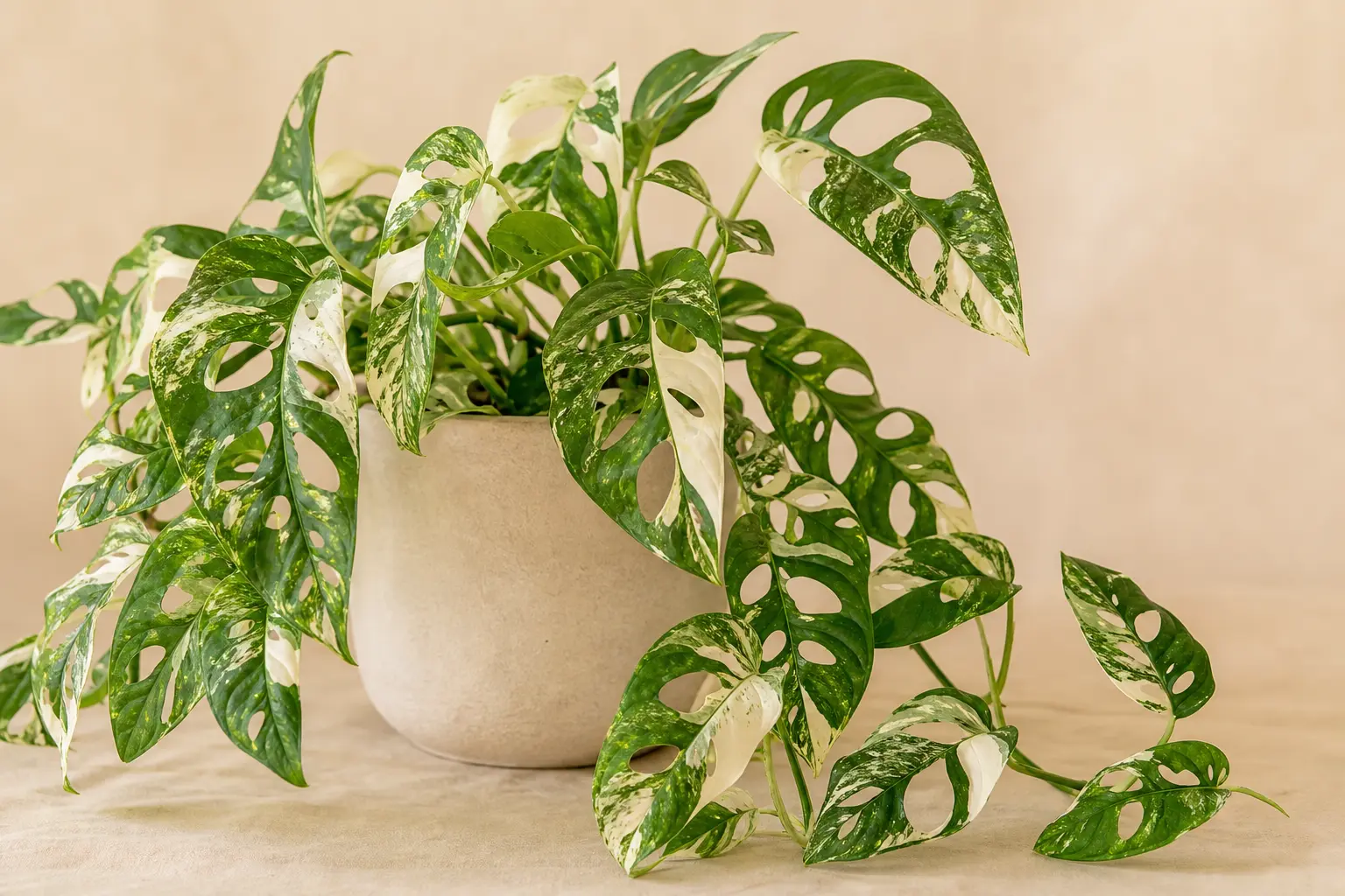 Monstera Adansonii Archipelago variety