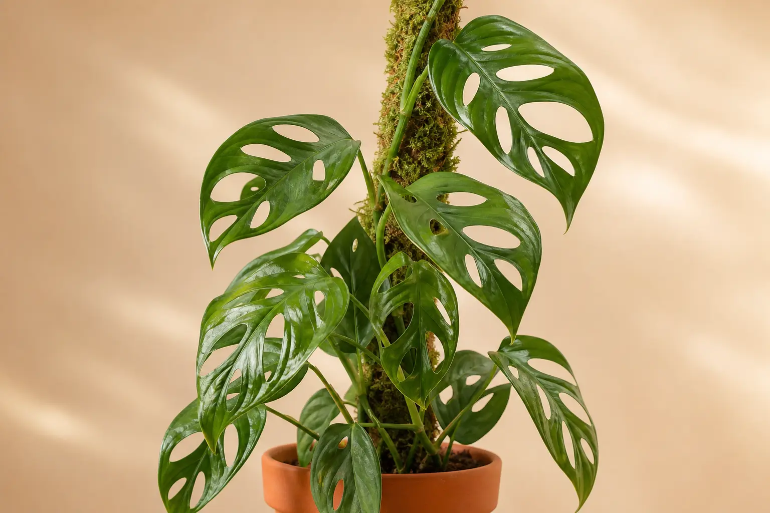 Monstera Adansonii Laniata variety