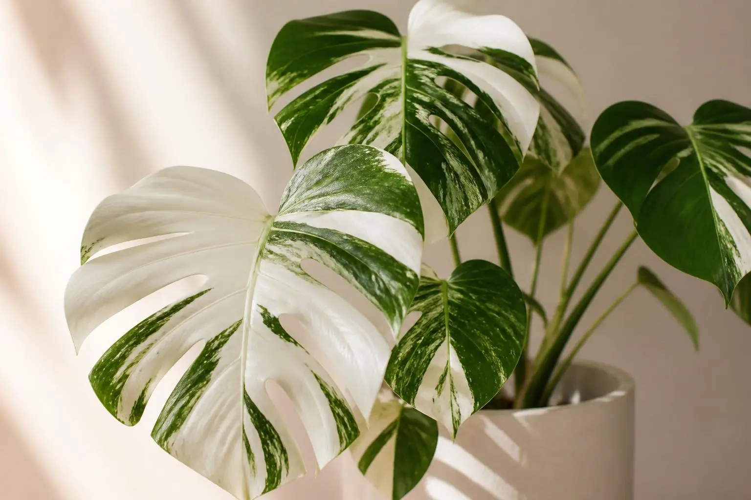 Monstera Deliciosa Monstera Albo Borsigiana variety