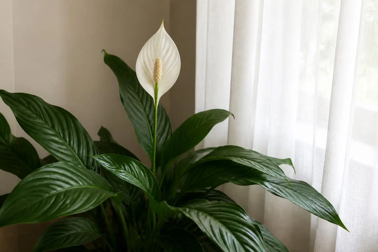 Peace Lily light care — placed near a bright window for indirect light