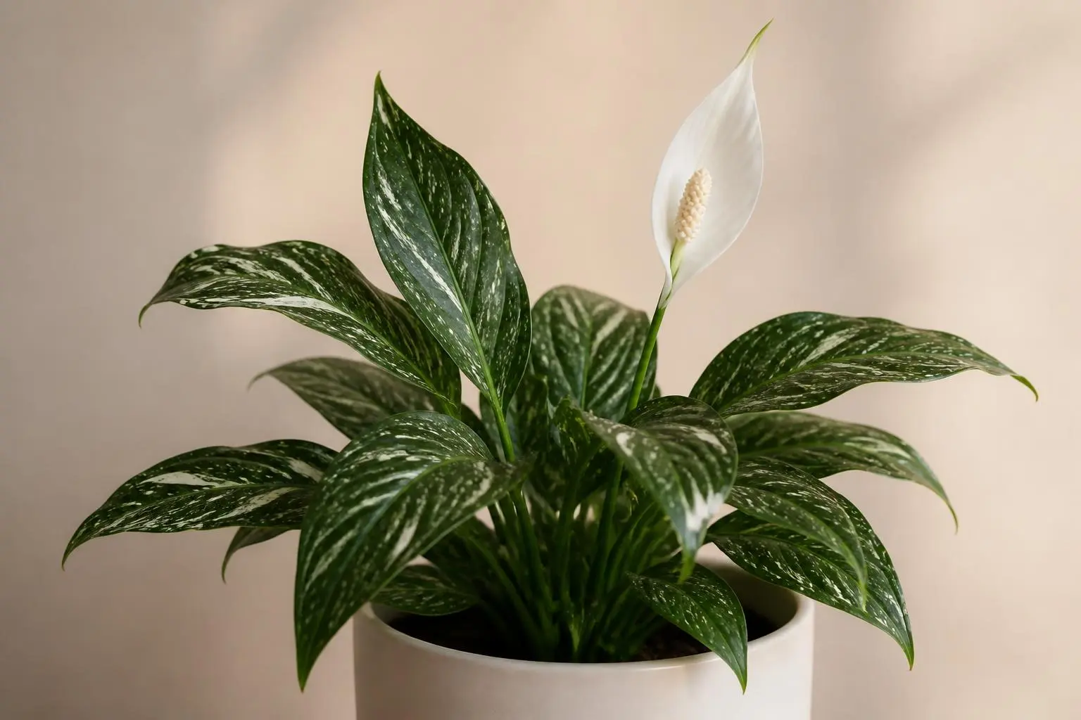 Peace Lily Domino