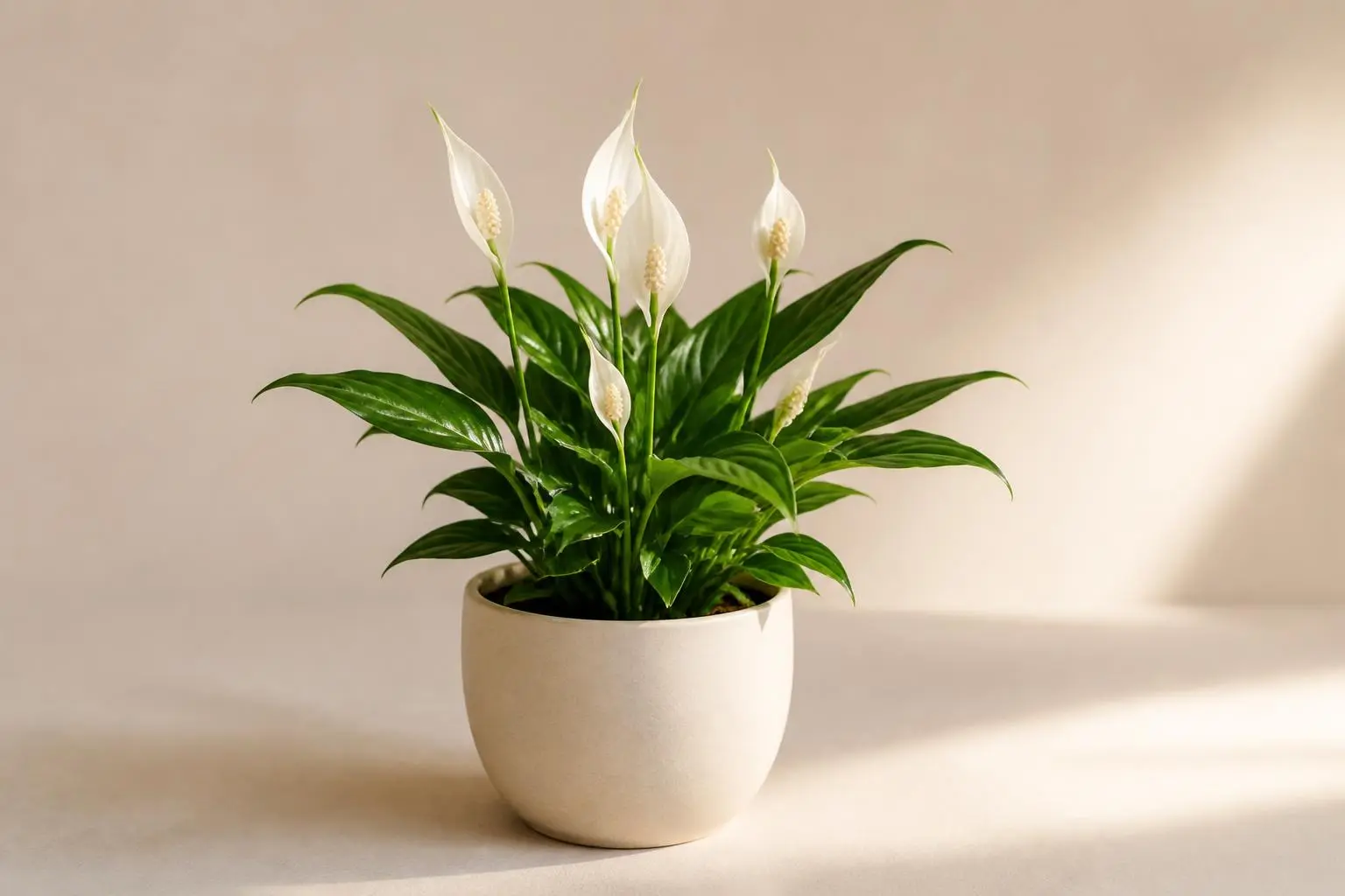 Peace Lily Spathiphyllum Petite variety