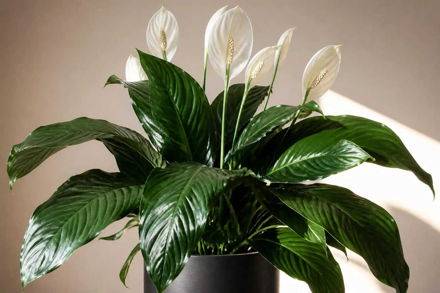 Peace Lily Spathiphyllum Sensation variety