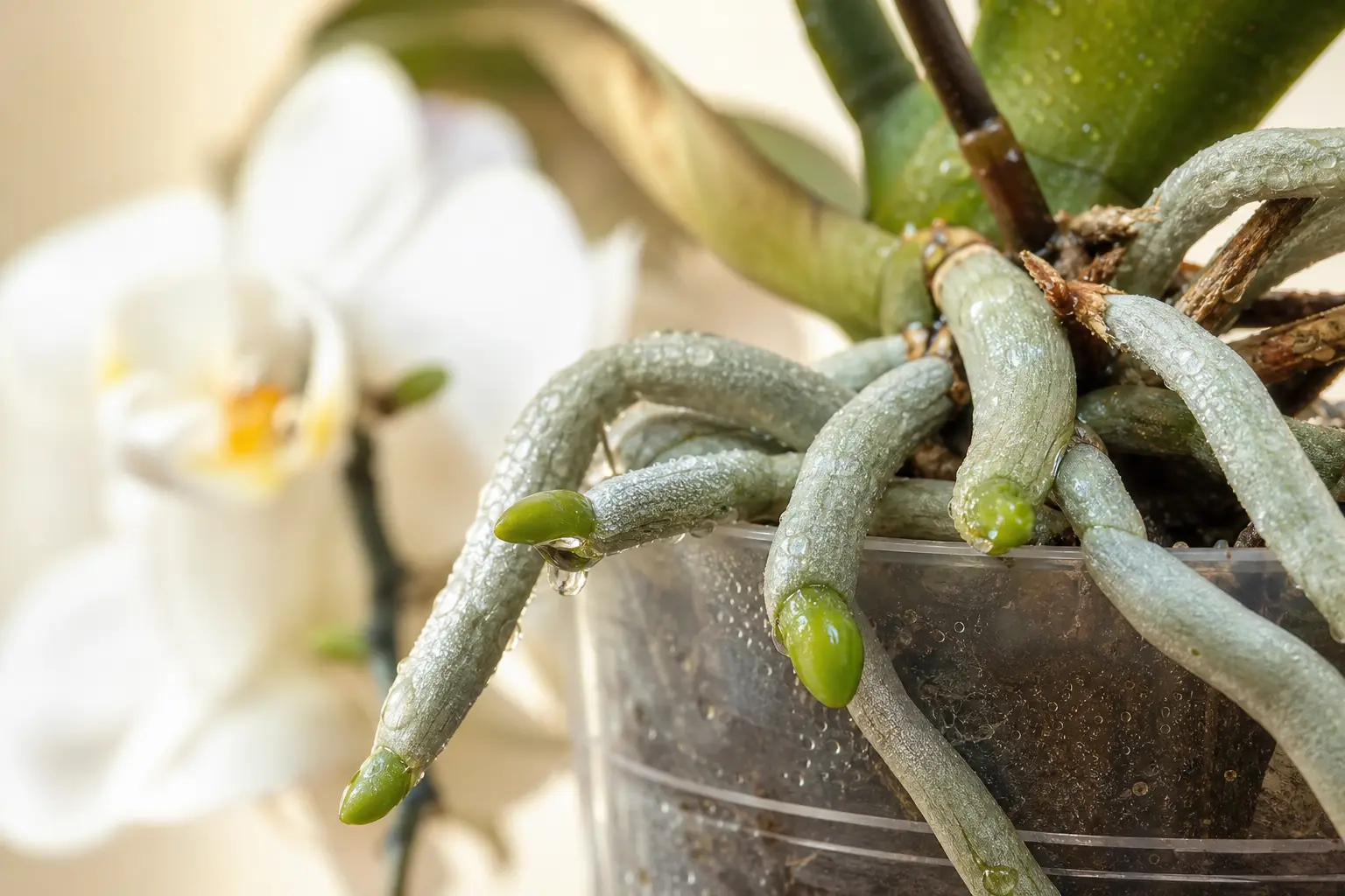 Phalaenopsis Orchid — distinctive plant feature