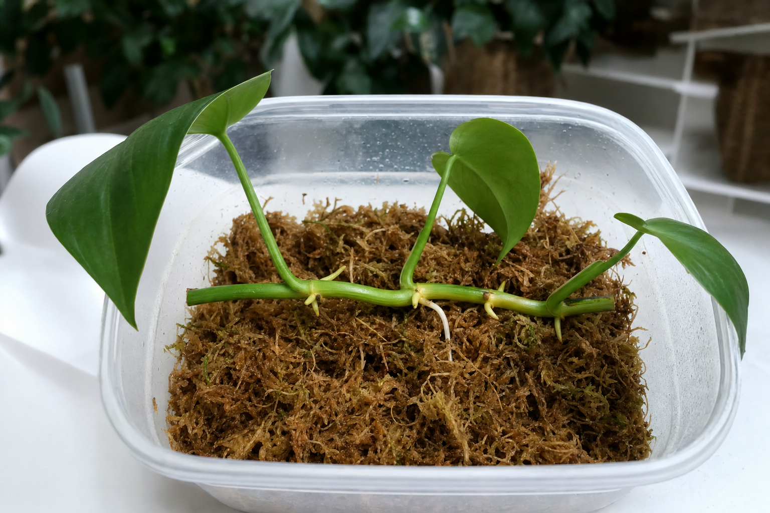Philodendron propagation — self-layering (for a fuller parent plant)