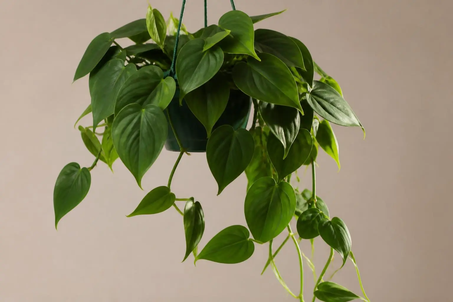 Philodendron Philodendron Hederaceum (Heartleaf) variety