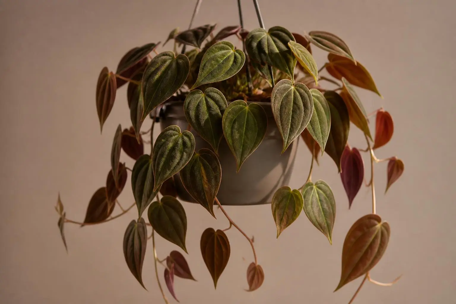 Philodendron Philodendron Micans variety